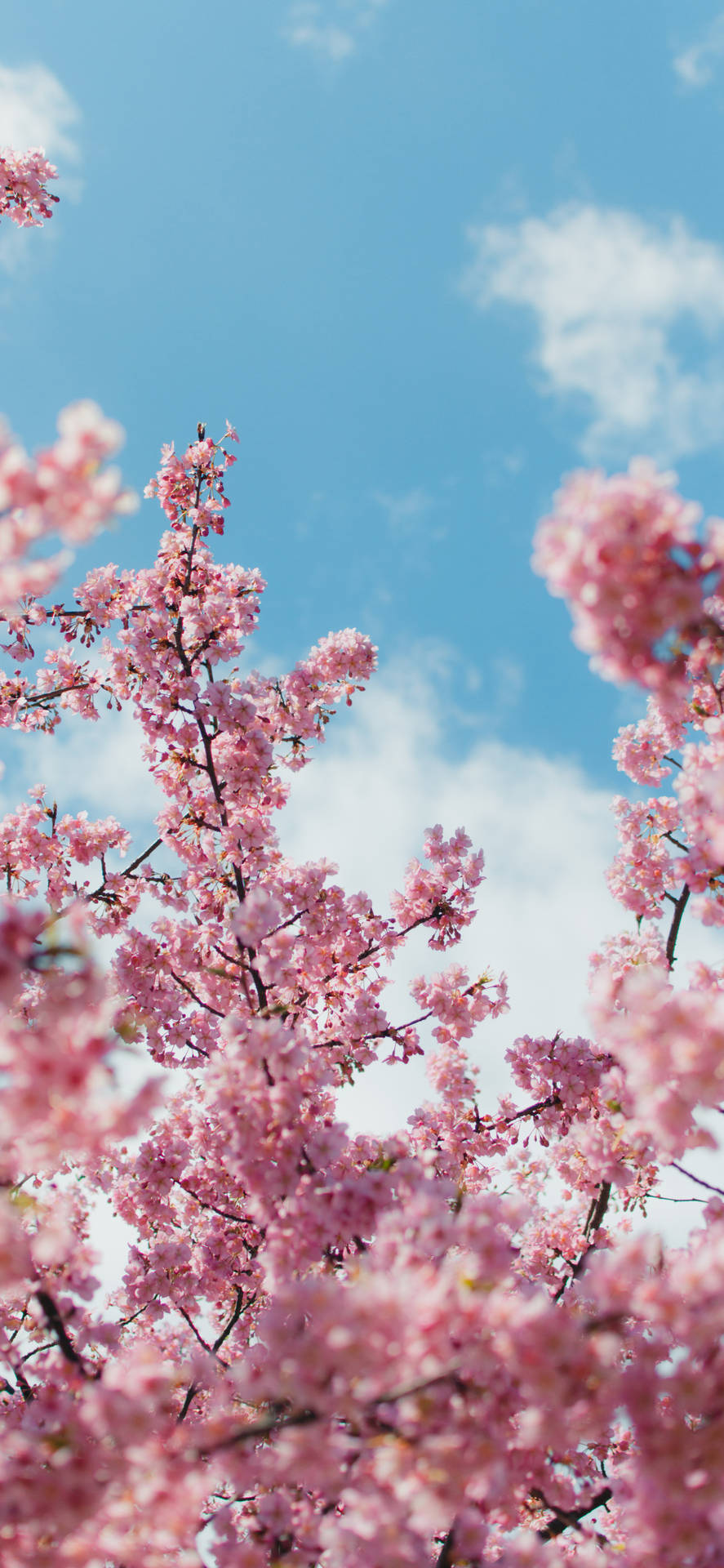 A Pink Tree With Pink Flowers Background