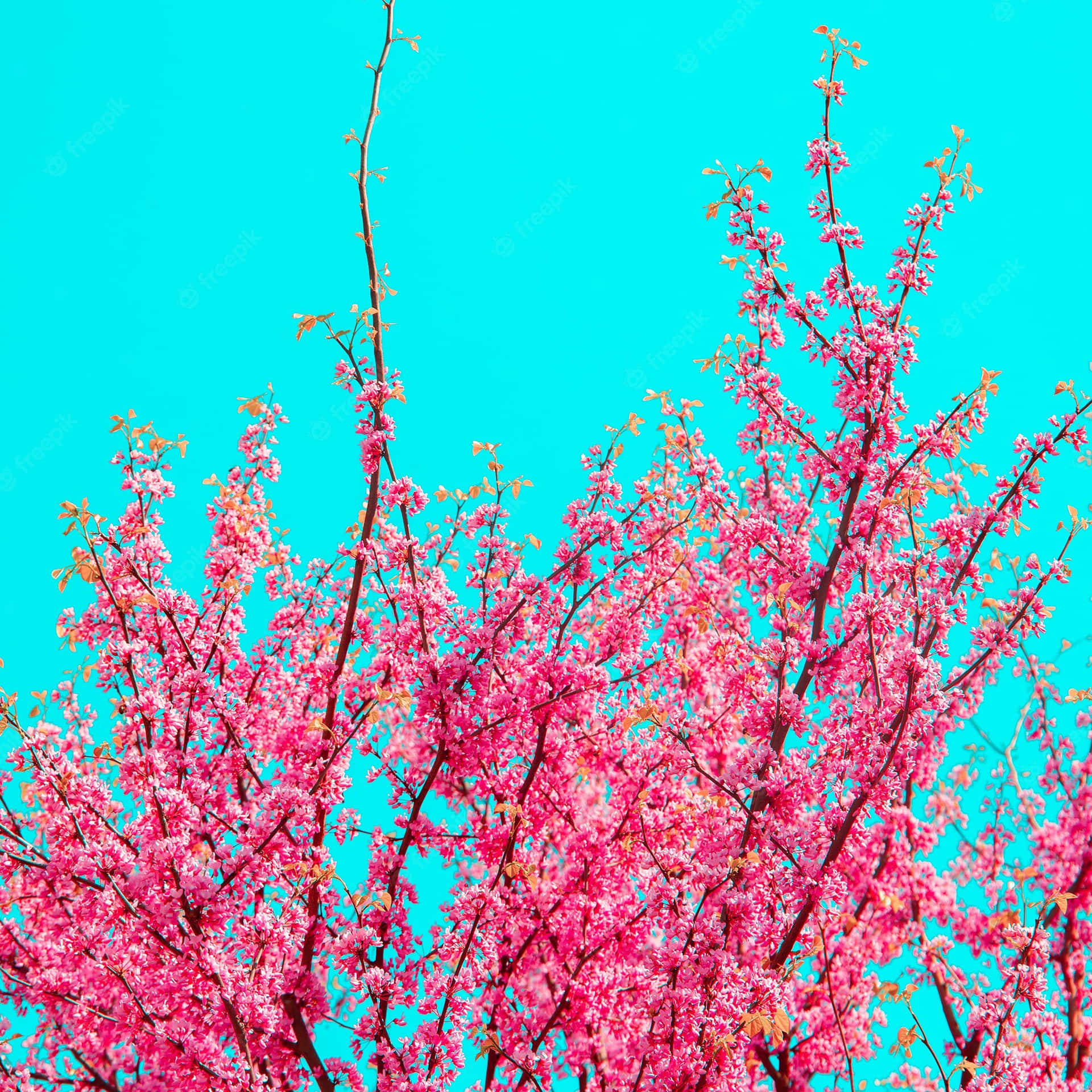 A Pink Tree With Pink Flowers Background