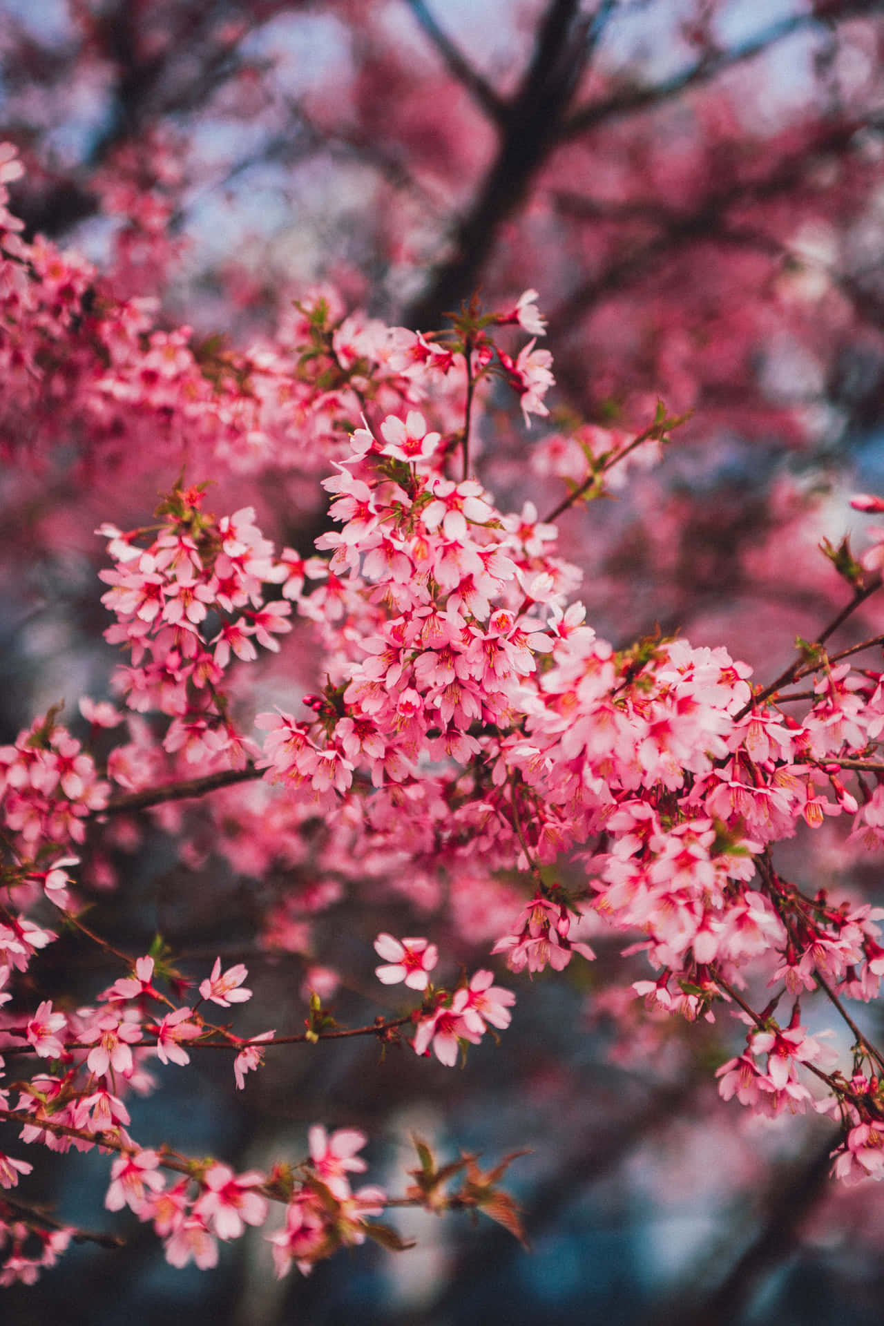 A Pink Tree With Pink Flowers In The Background Background