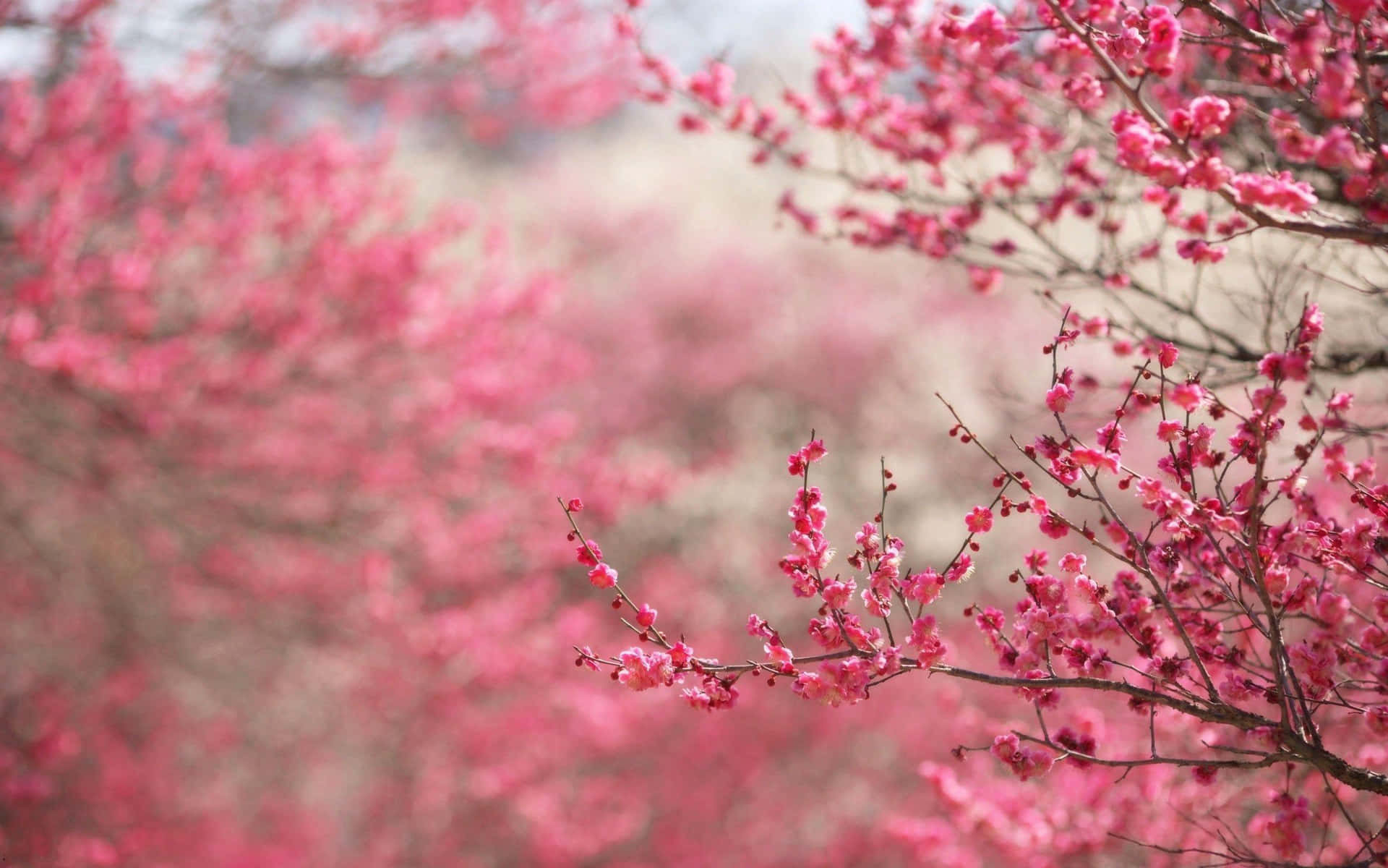 A Pink Tree With Pink Flowers In The Background