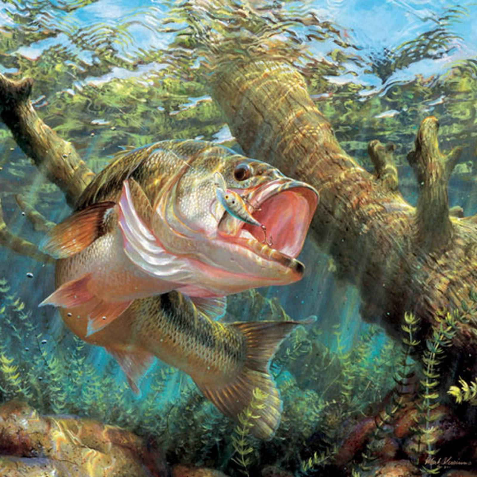 A Pinkish Largemouth Bass Background