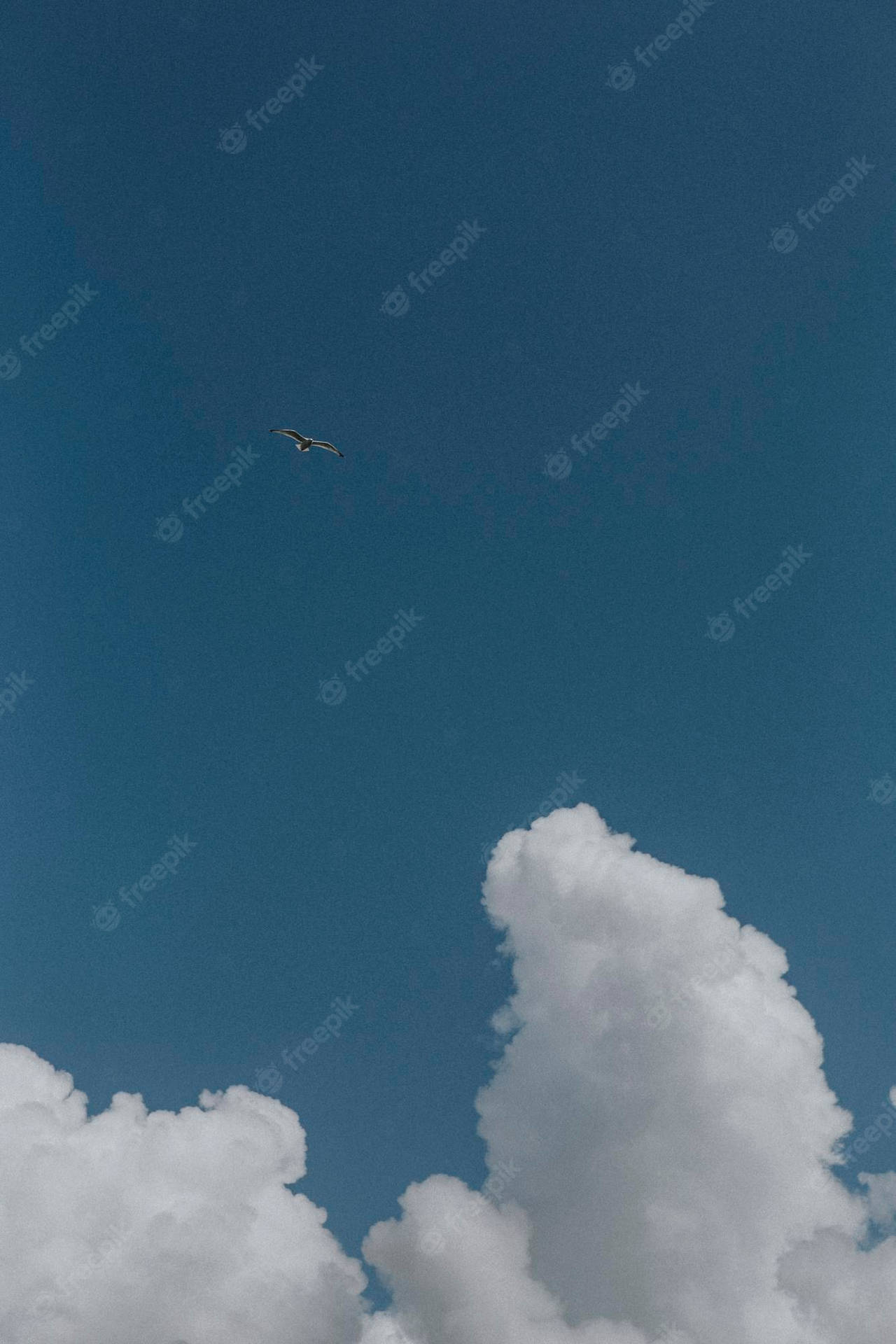 A Plane Flying In The Sky Background