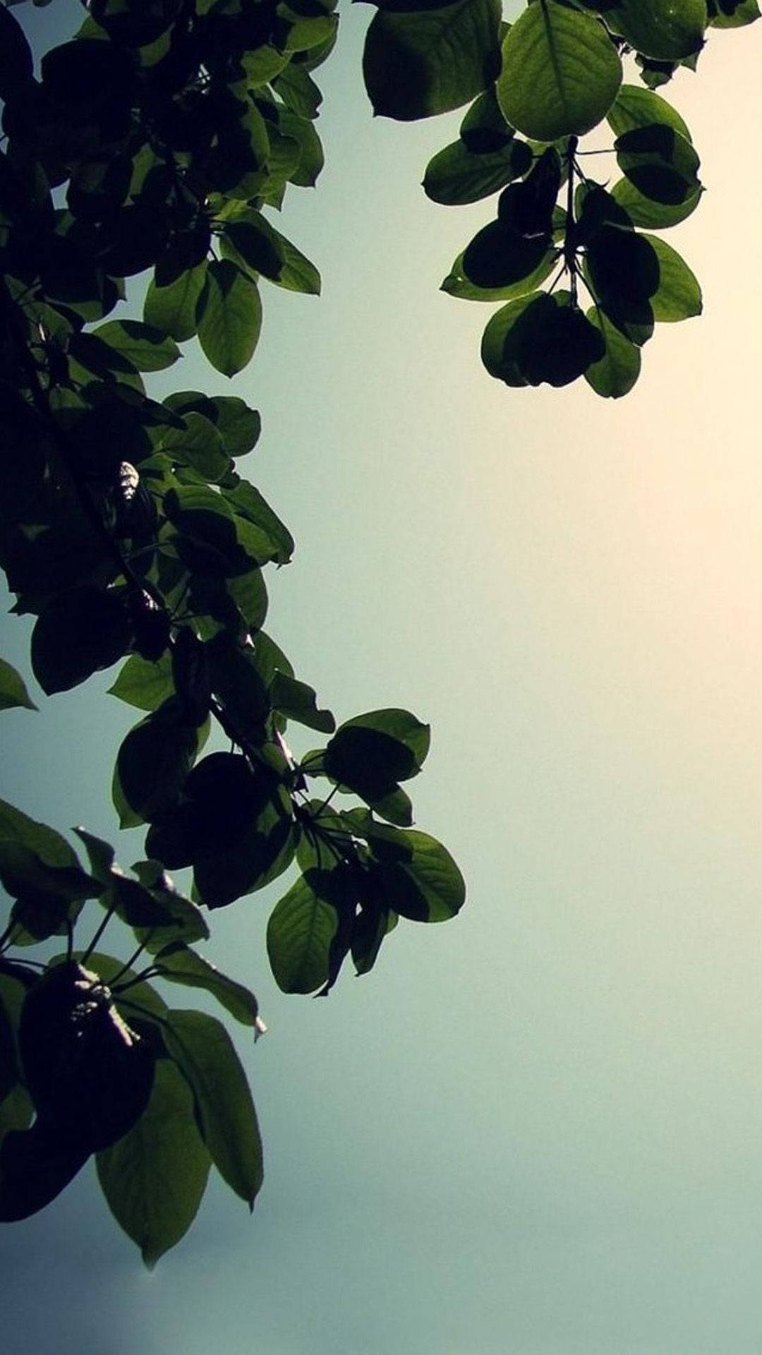 A Plane Flying Over A Tree Background