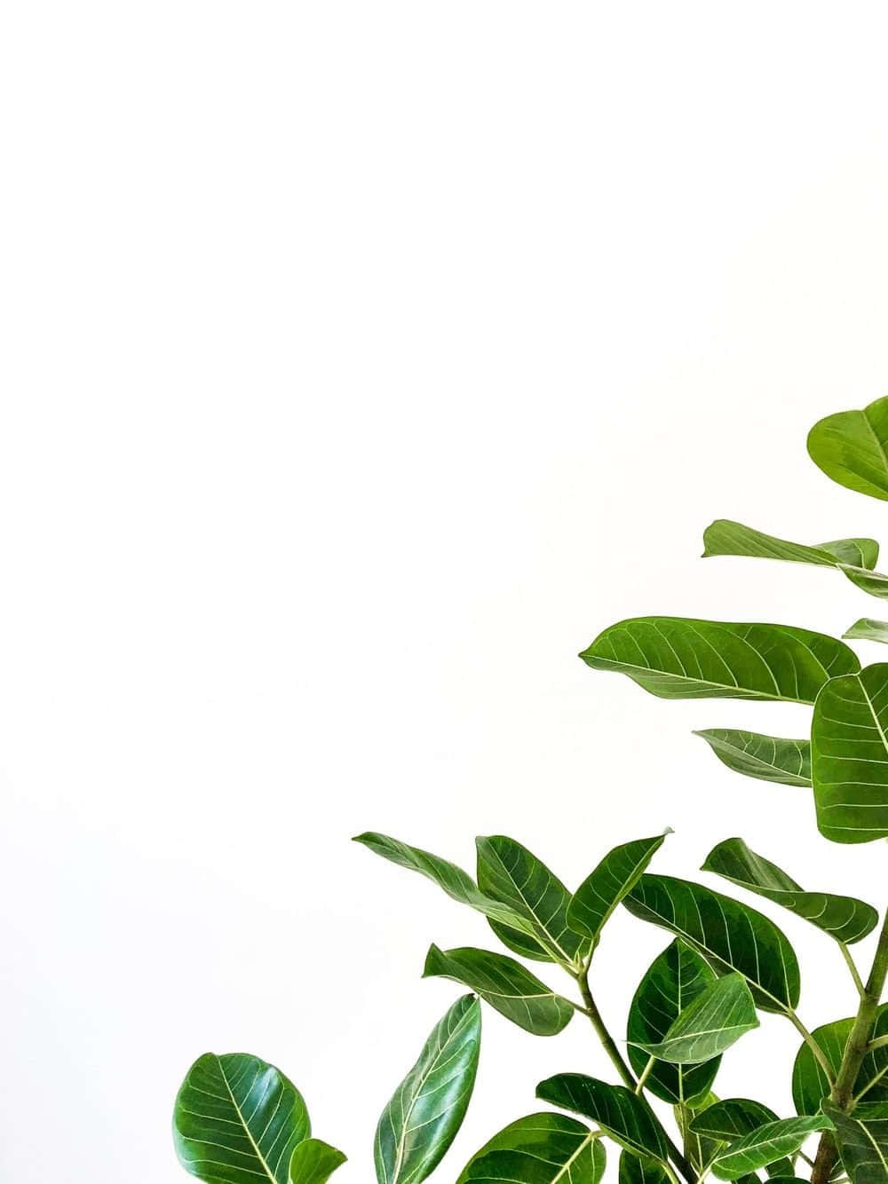 A Plant With Green Leaves Background