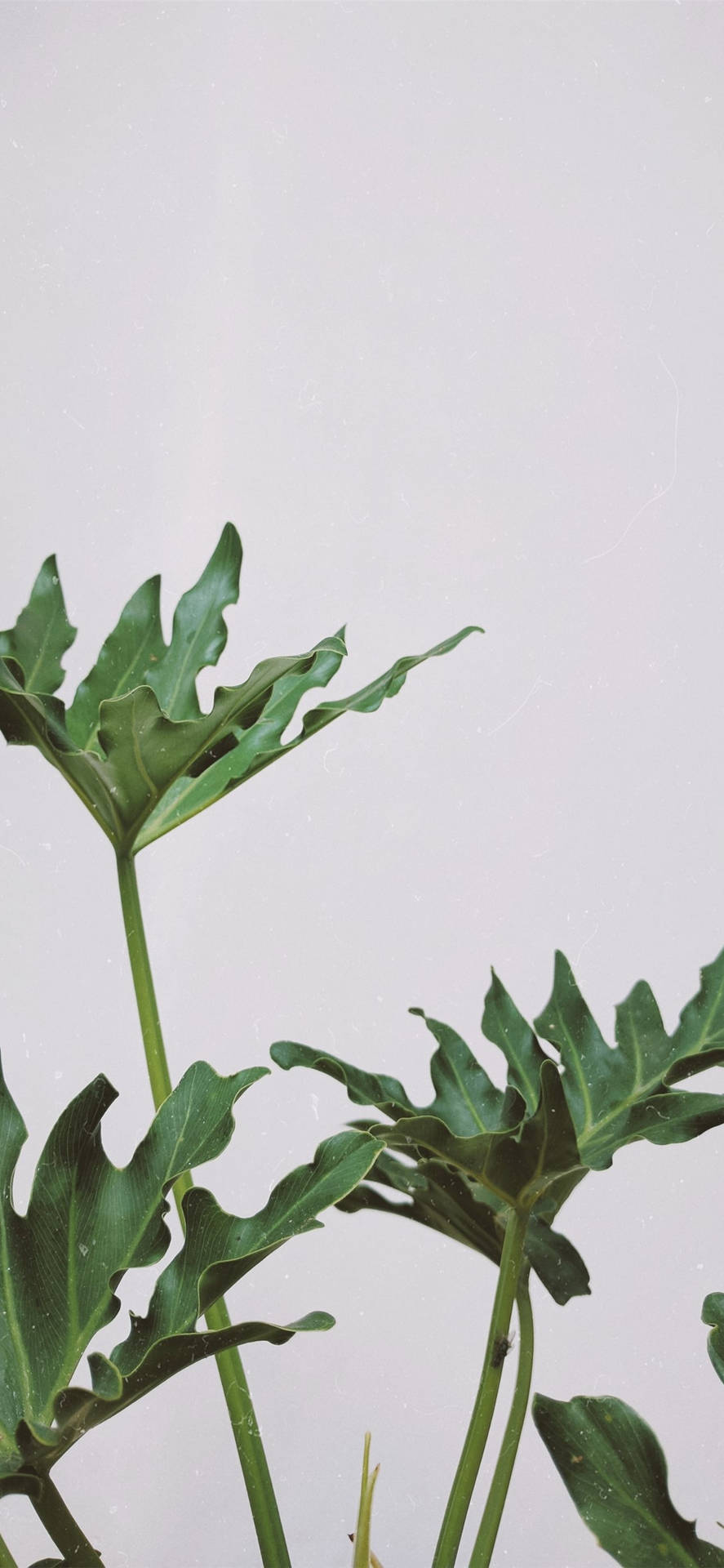 A Plant With Large Leaves On A White Background