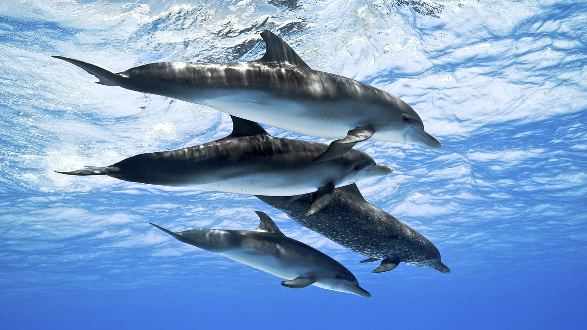A Playful Dolphin Leaping With Joy Against A Bright Blue Sky Background