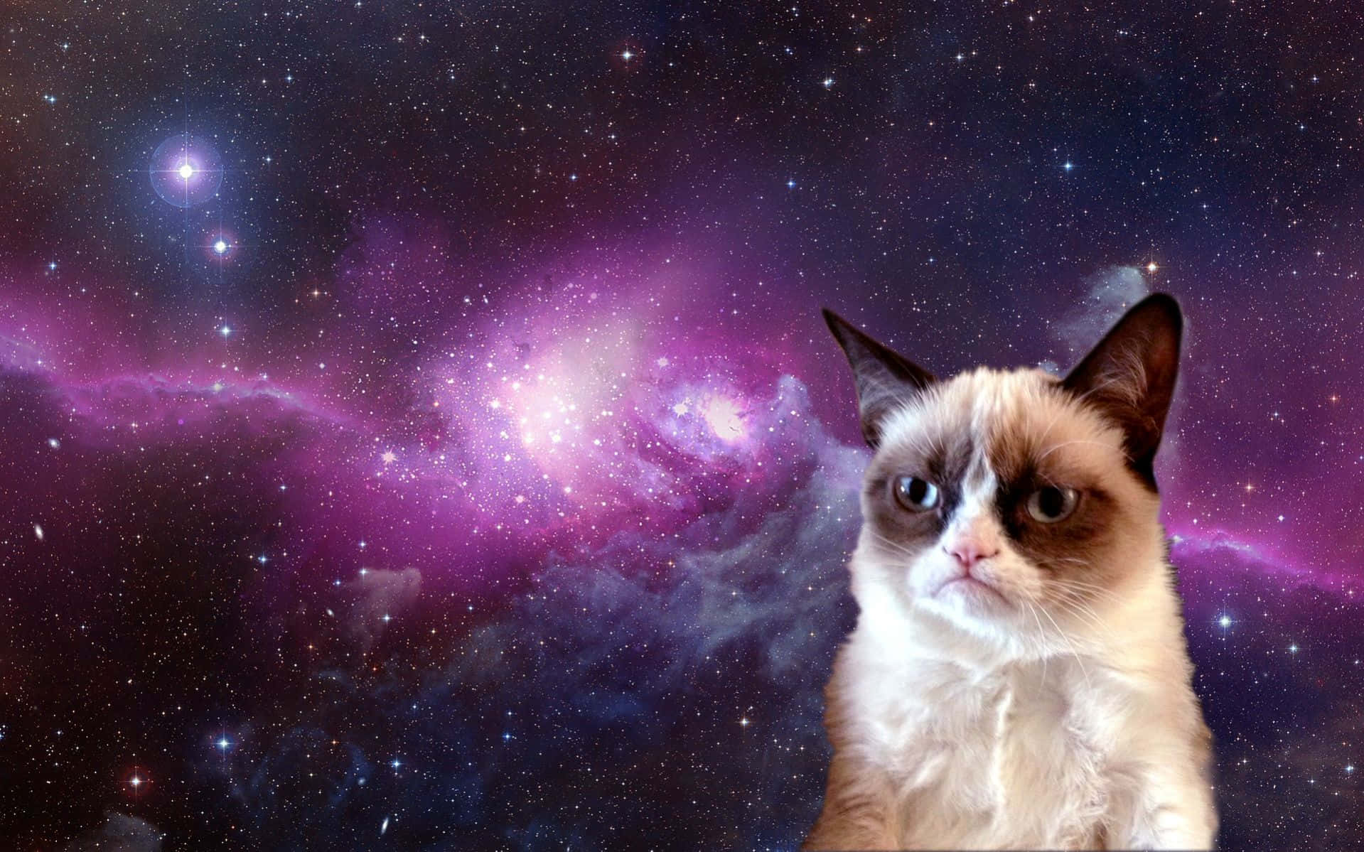 A Playful Grumpy Cat Displaying Its Usual Annoyed Expression Background