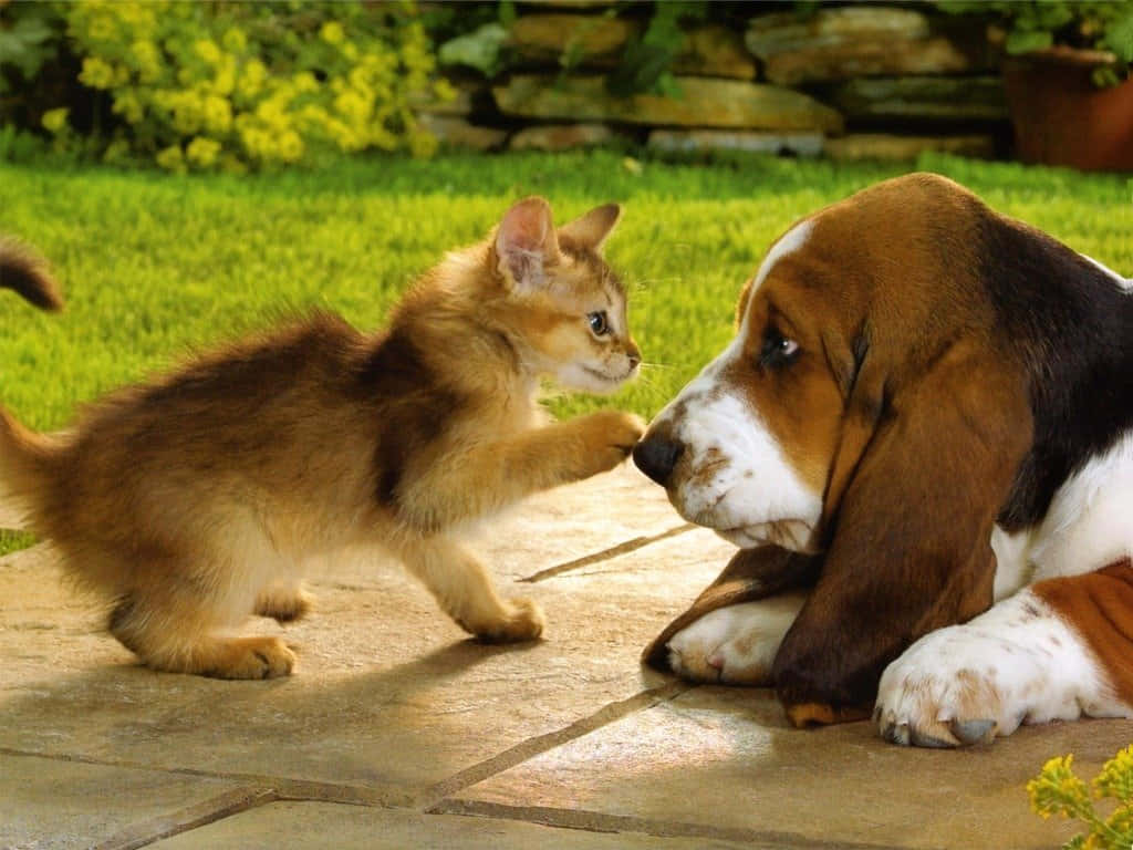 A Playful Puppy And Adorable Kitten Playing Together Background