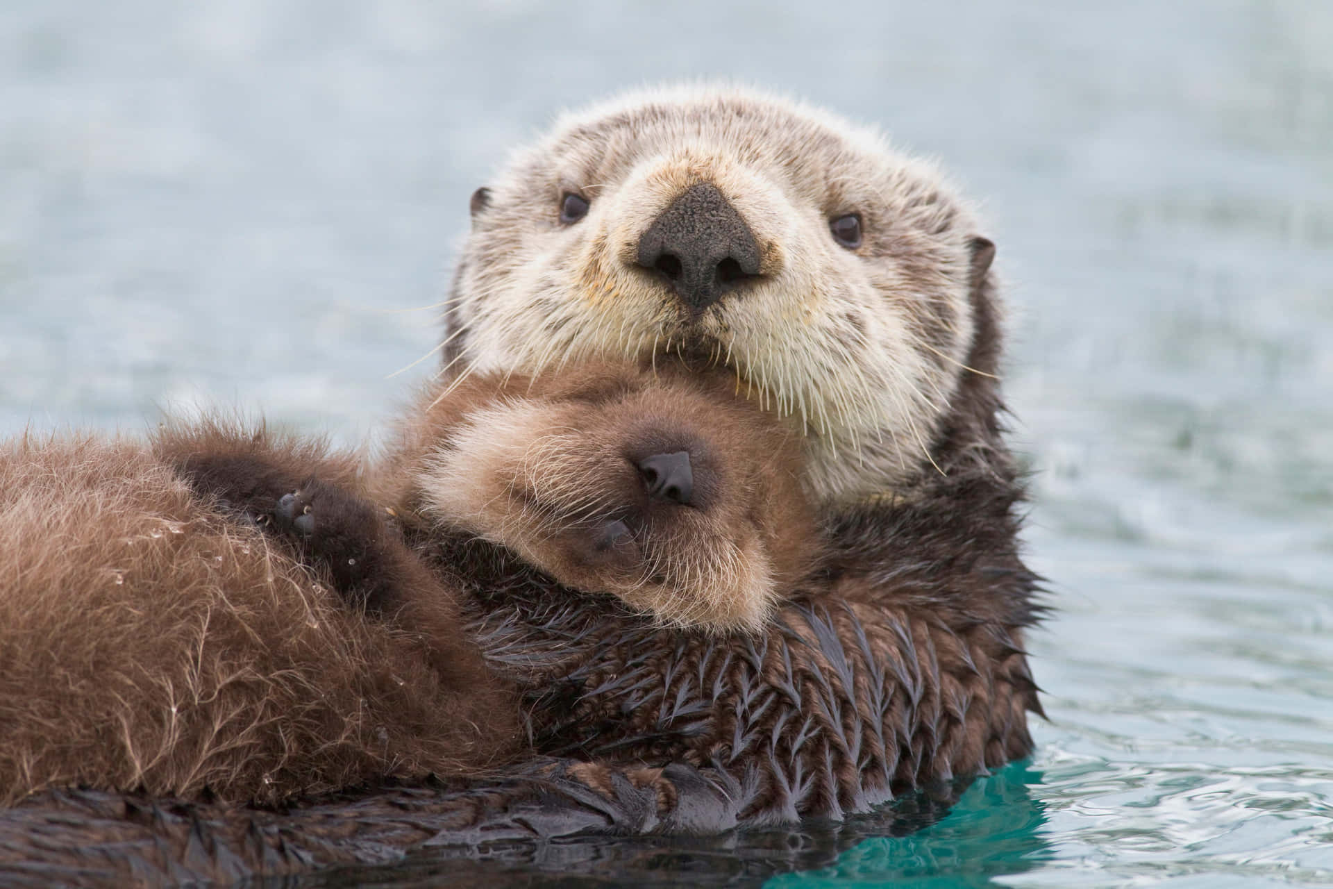 A Playful Sea Otter Enjoying His Swim In The Vibrant Aquatic World. Background