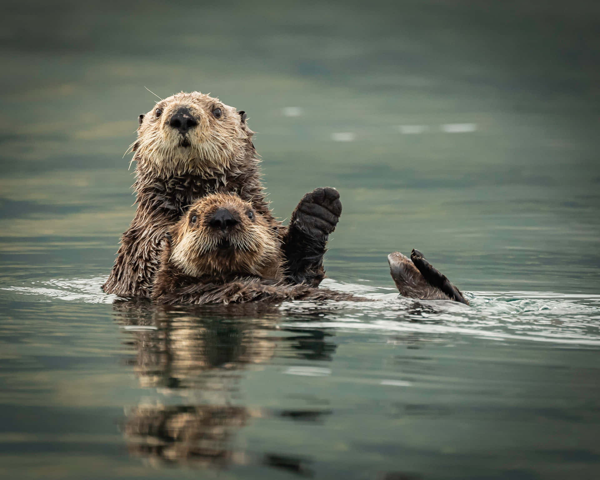 A Playful Sea Otter Waving From The Waters Background