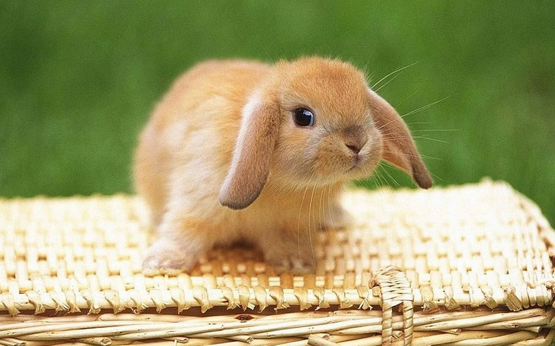 A Pleasant, Light Brown Bunny Background