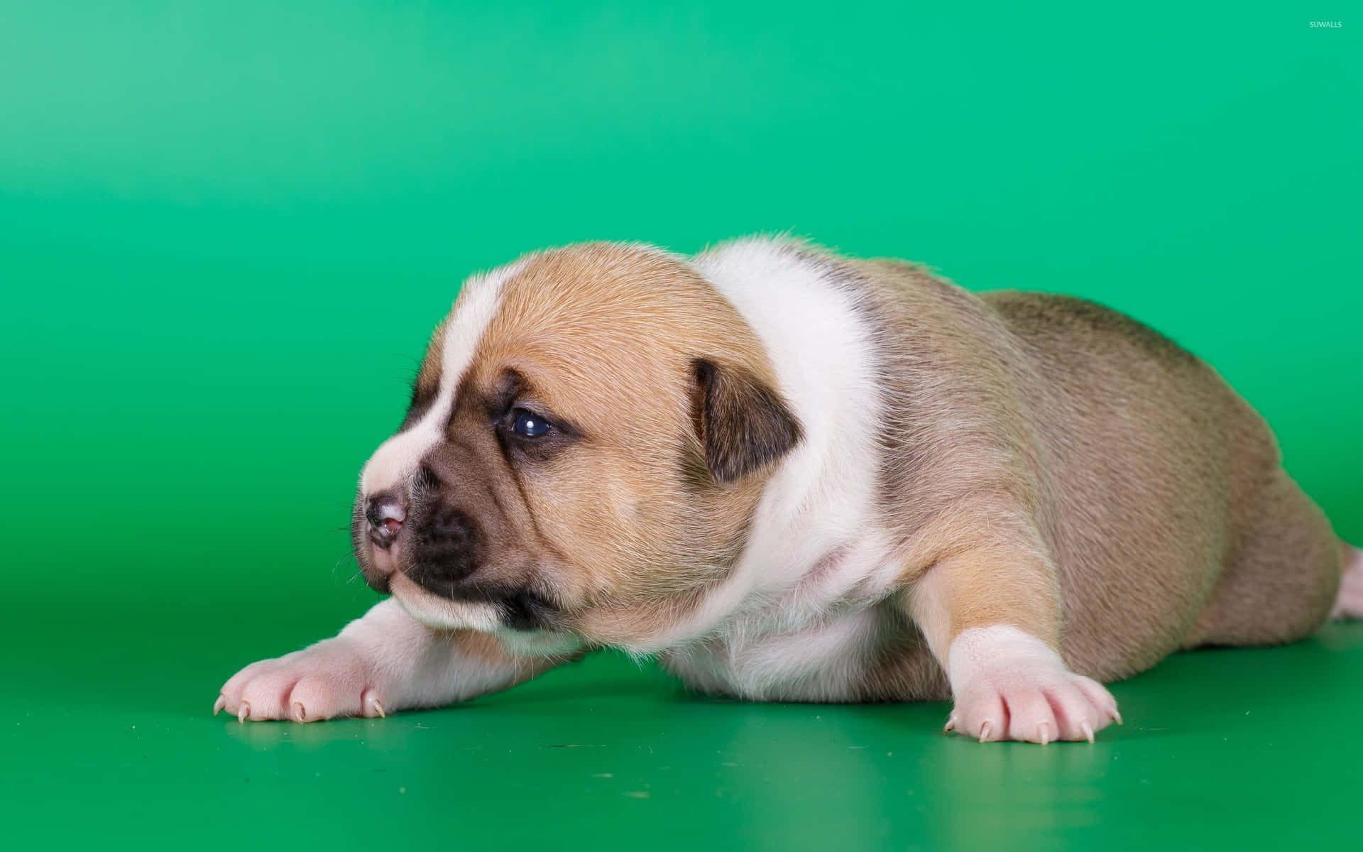 A Pleasantly Plump Pup Lazing On A Lush Green Lawn. Background