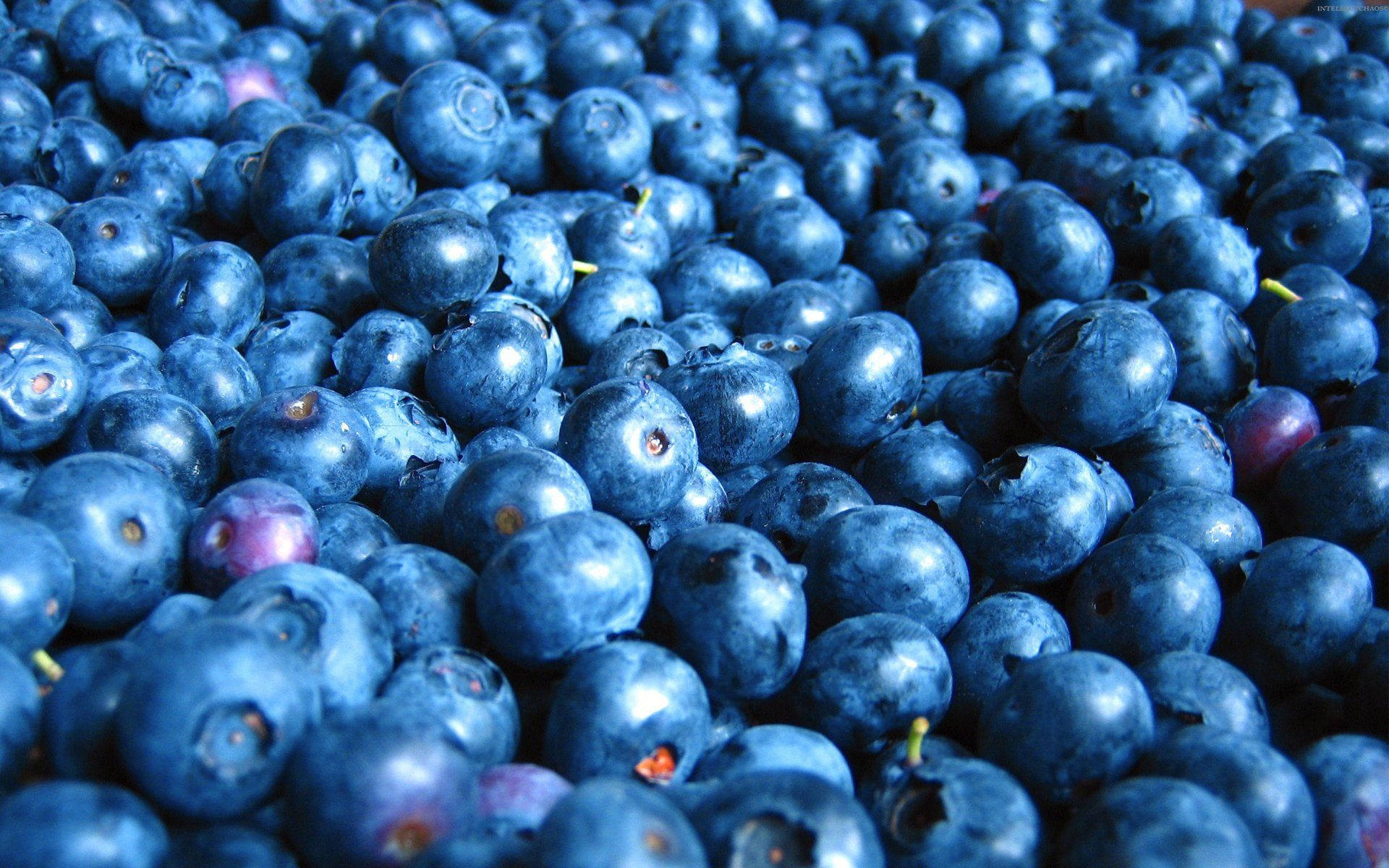 A Plentiful Harvest Of Vibrant Blueberries Background