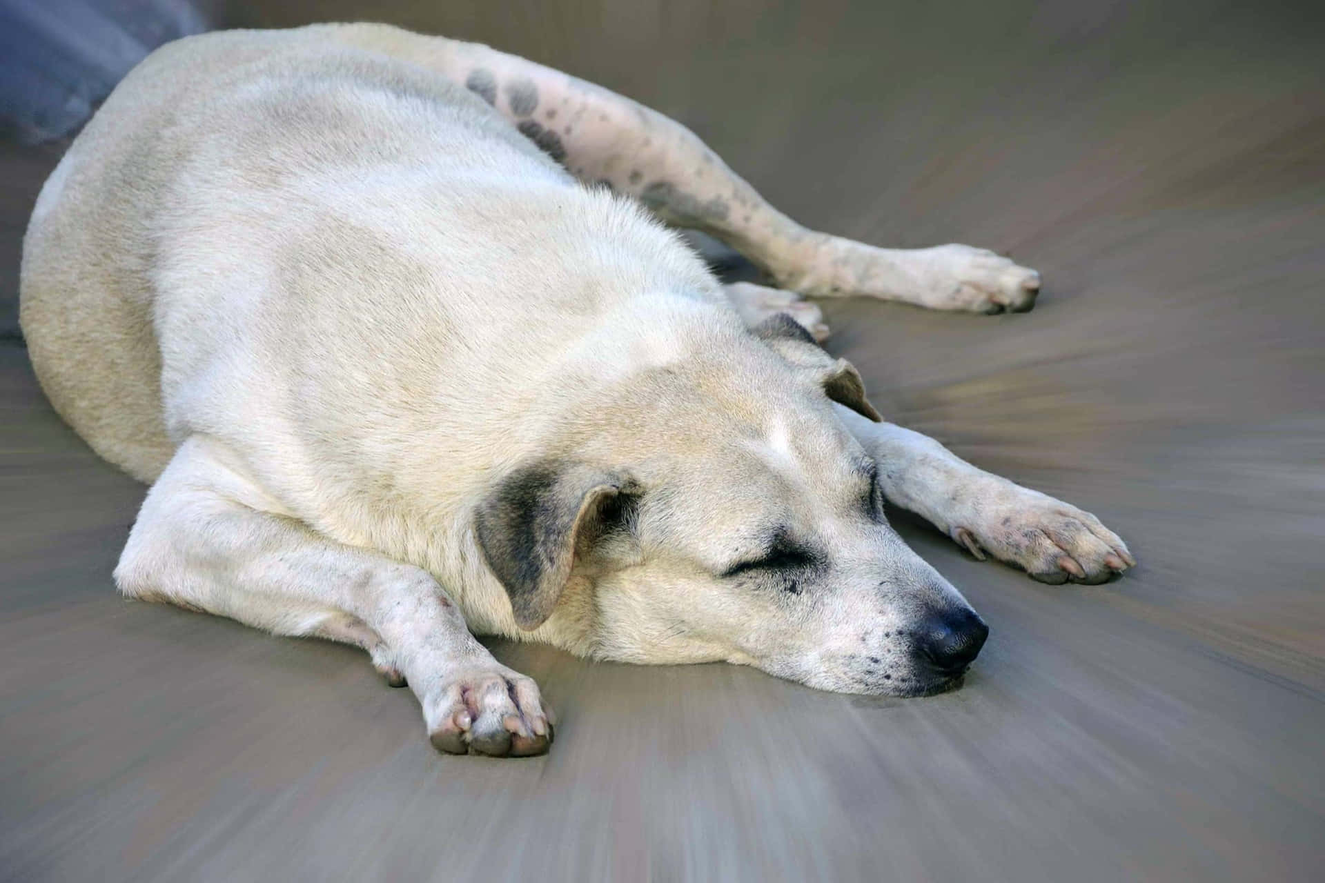 A Plump Pooch Enjoying His Day