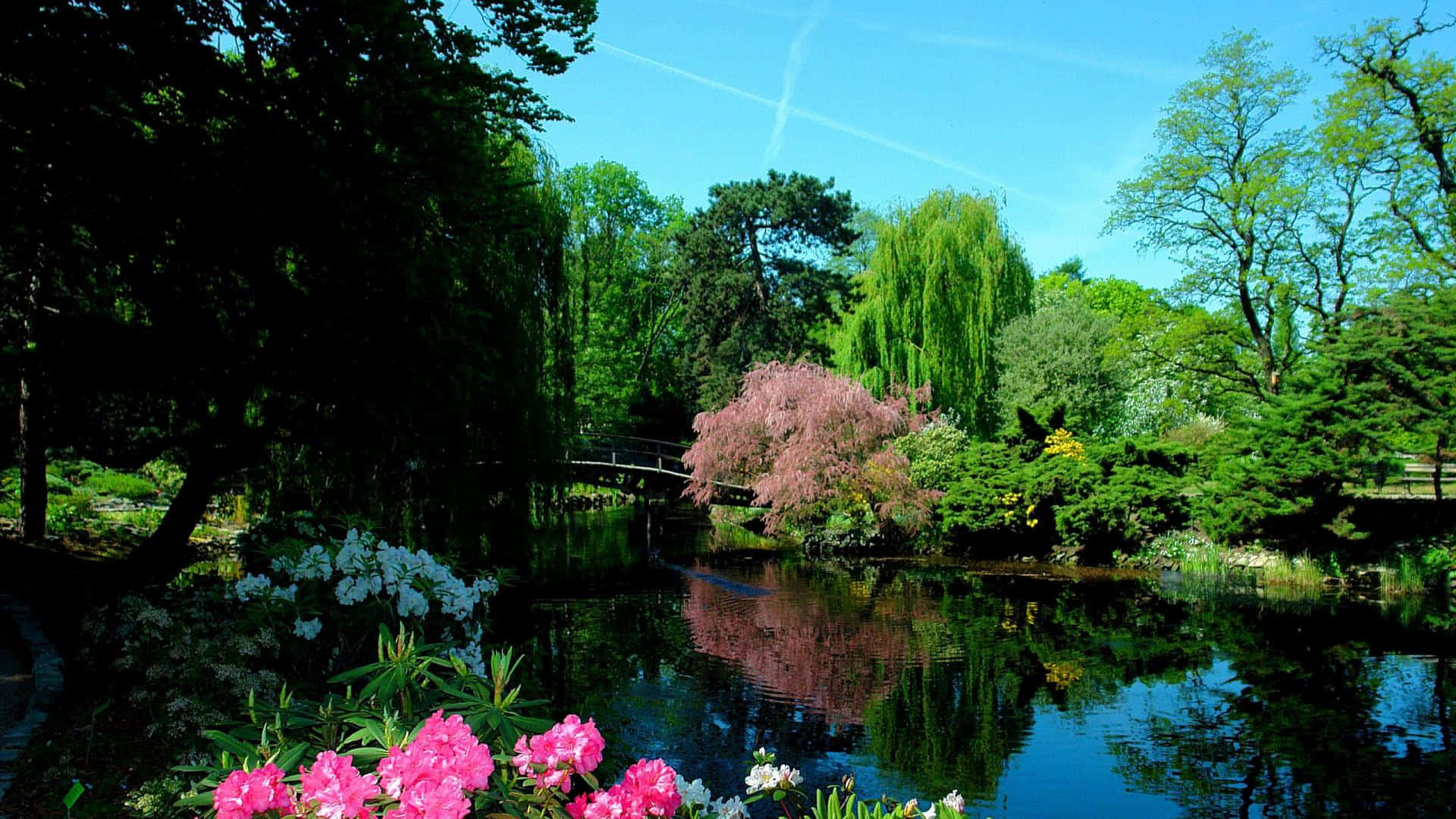 A Pond With Flowers And Trees In The Background
