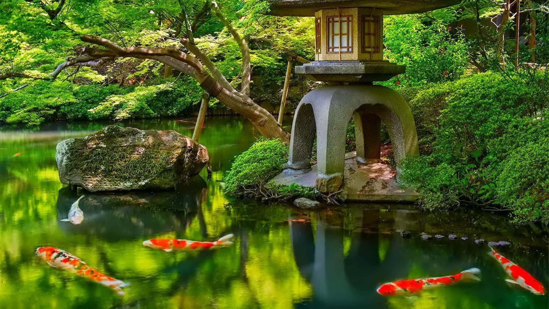 A Pond With Koi Fish And A Lantern Background
