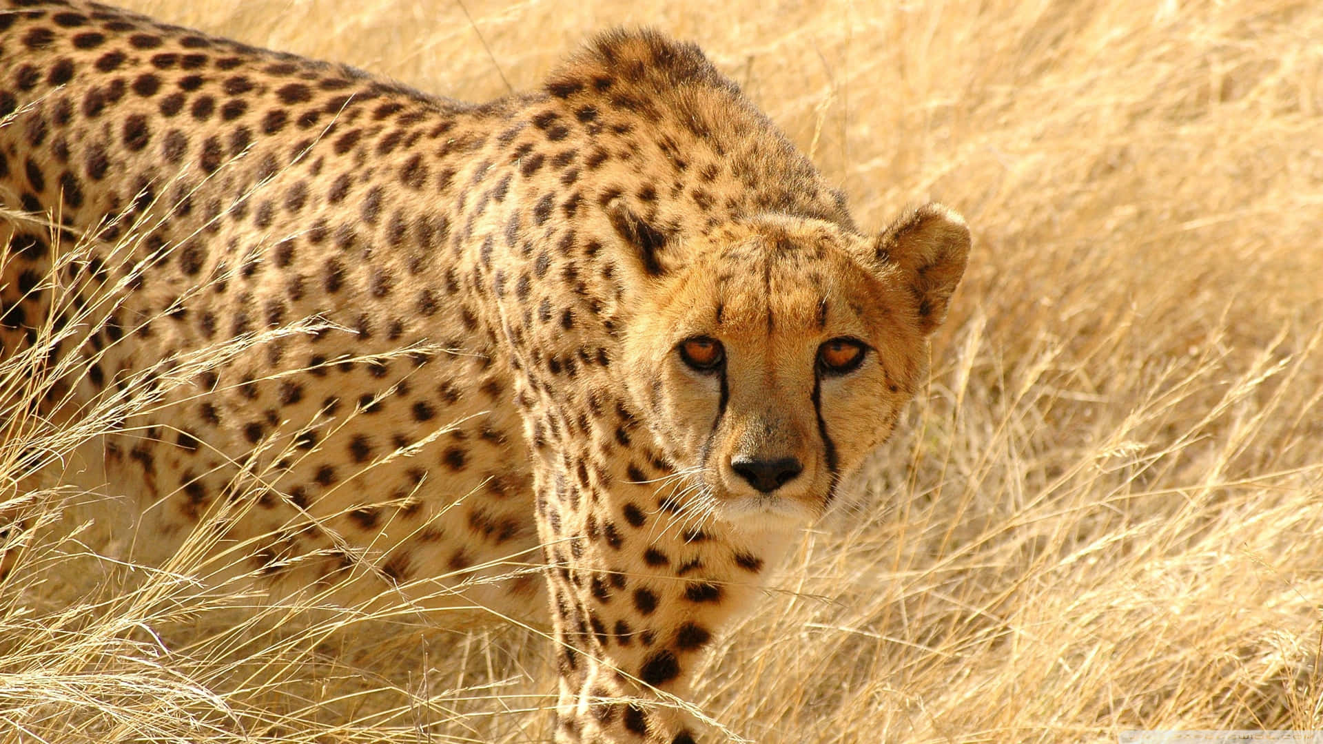 A Portrait Of A Beautiful Cheetah Resting In The Grass Background