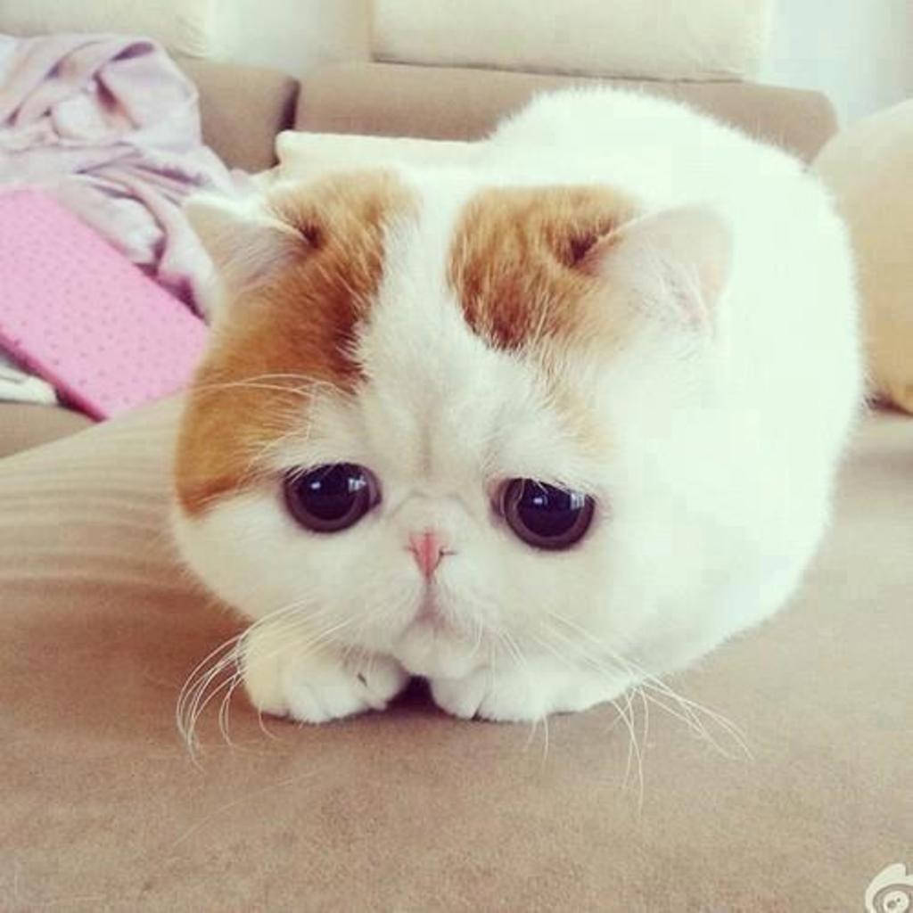 A Portrait Of A Cutely Solemn Exotic Shorthair Cat With Soulful, Sad Eyes.