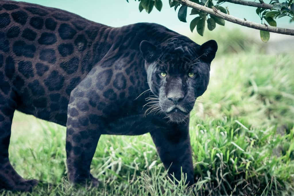 A Poser Of Black Leopard In An Alluring Stance Background