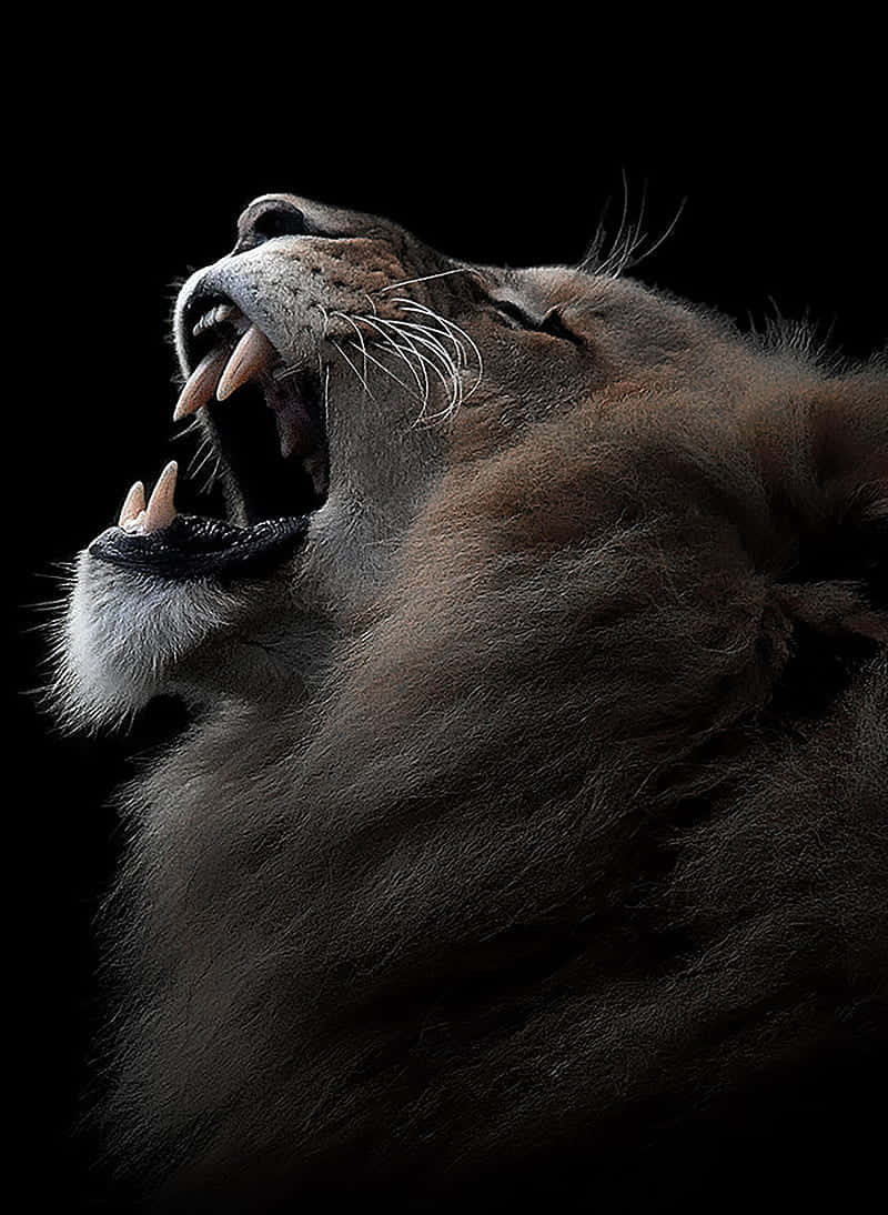 A Powerful And Courageous Lion Roars Out Into The Wilderness. Background