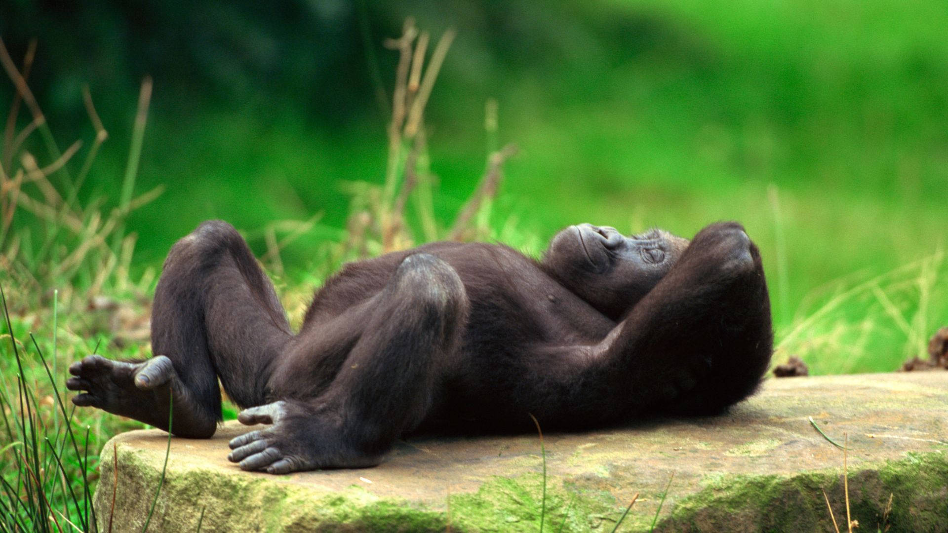 A Powerful And Majestic Silverback Gorilla Atop A Desktop Background