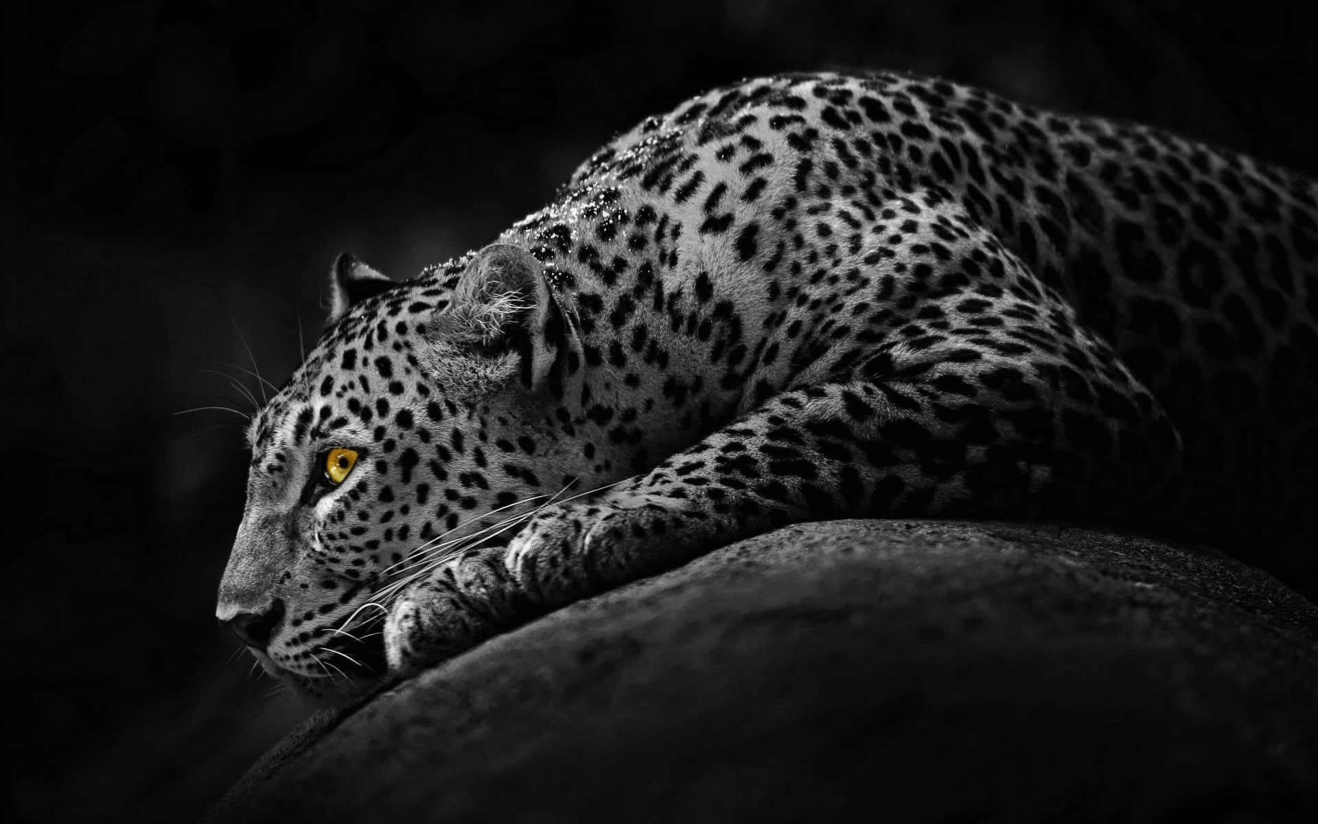 A Powerful Black Jaguar With Piercing Yellow Eyes Background