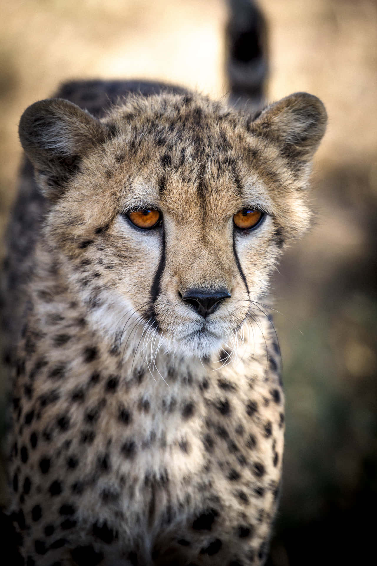 A Powerful Cheetah Is Running Through The African Wilderness. Background