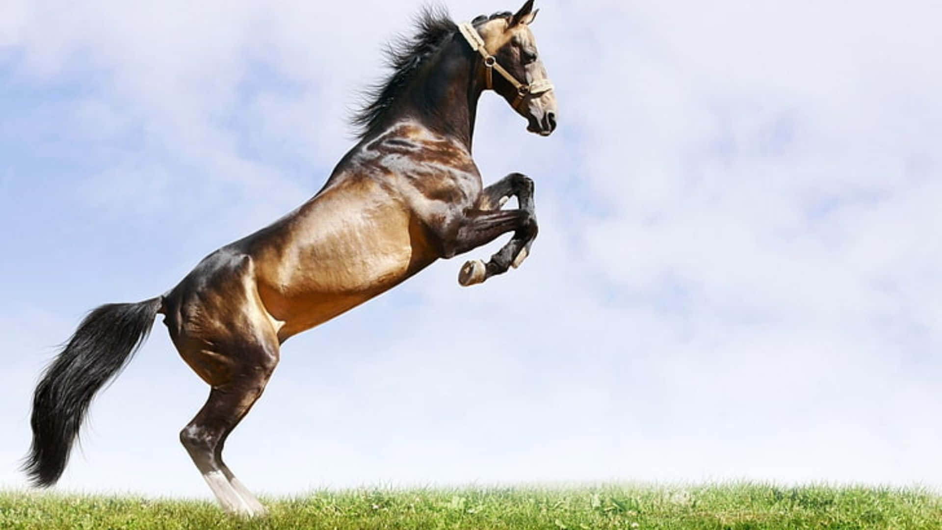A Powerful Cool Horse Stands Tall With Its Mane Swept In The Wind. Background