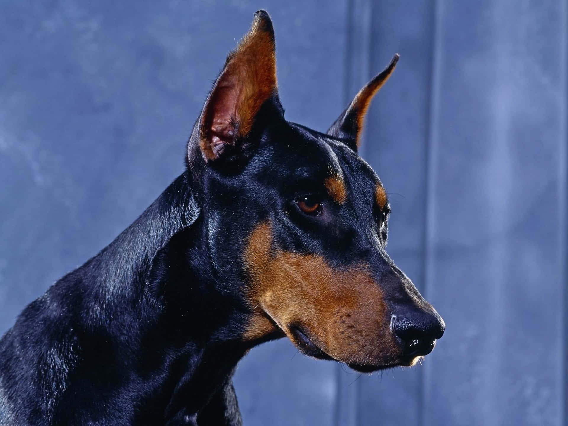 A Powerful Doberman Background