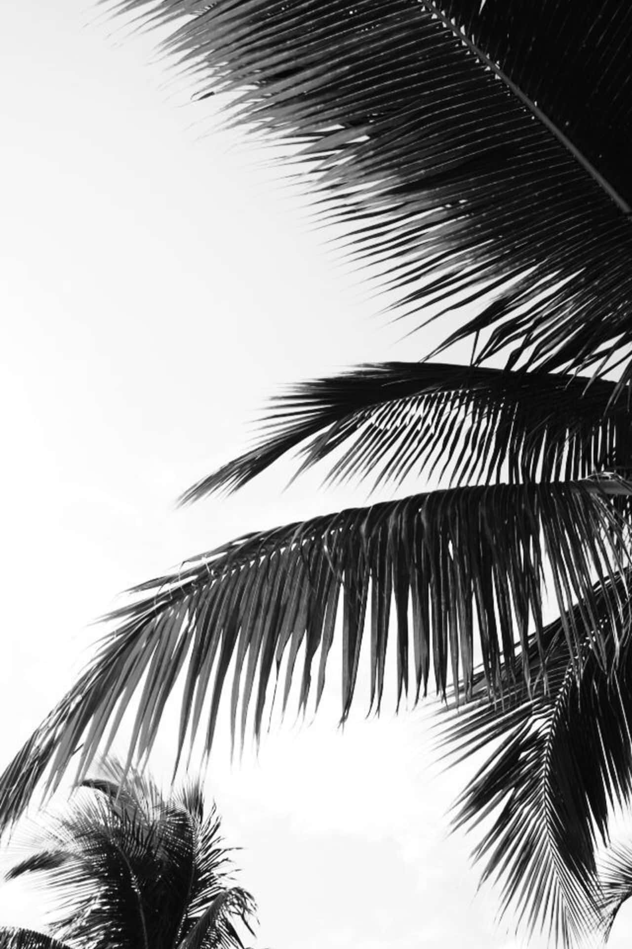 A Powerful Silhouette Of A Palm Tree In A Stunning Black And White Photograph Background