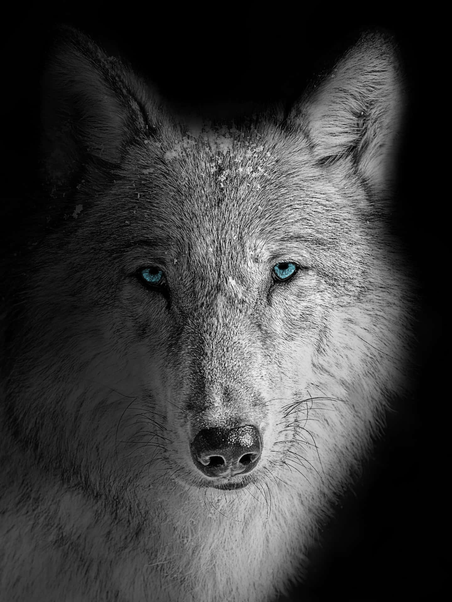 A Powerful Wolf Stands In A Conjunction Of Fire And Water. Background