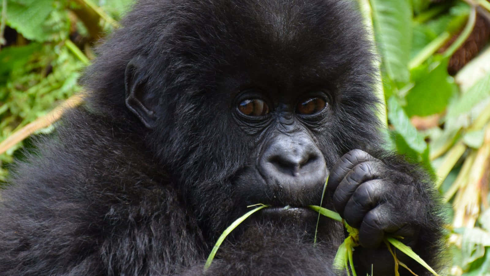 A Precious Baby Cute Gorilla Stares In Wonder Background