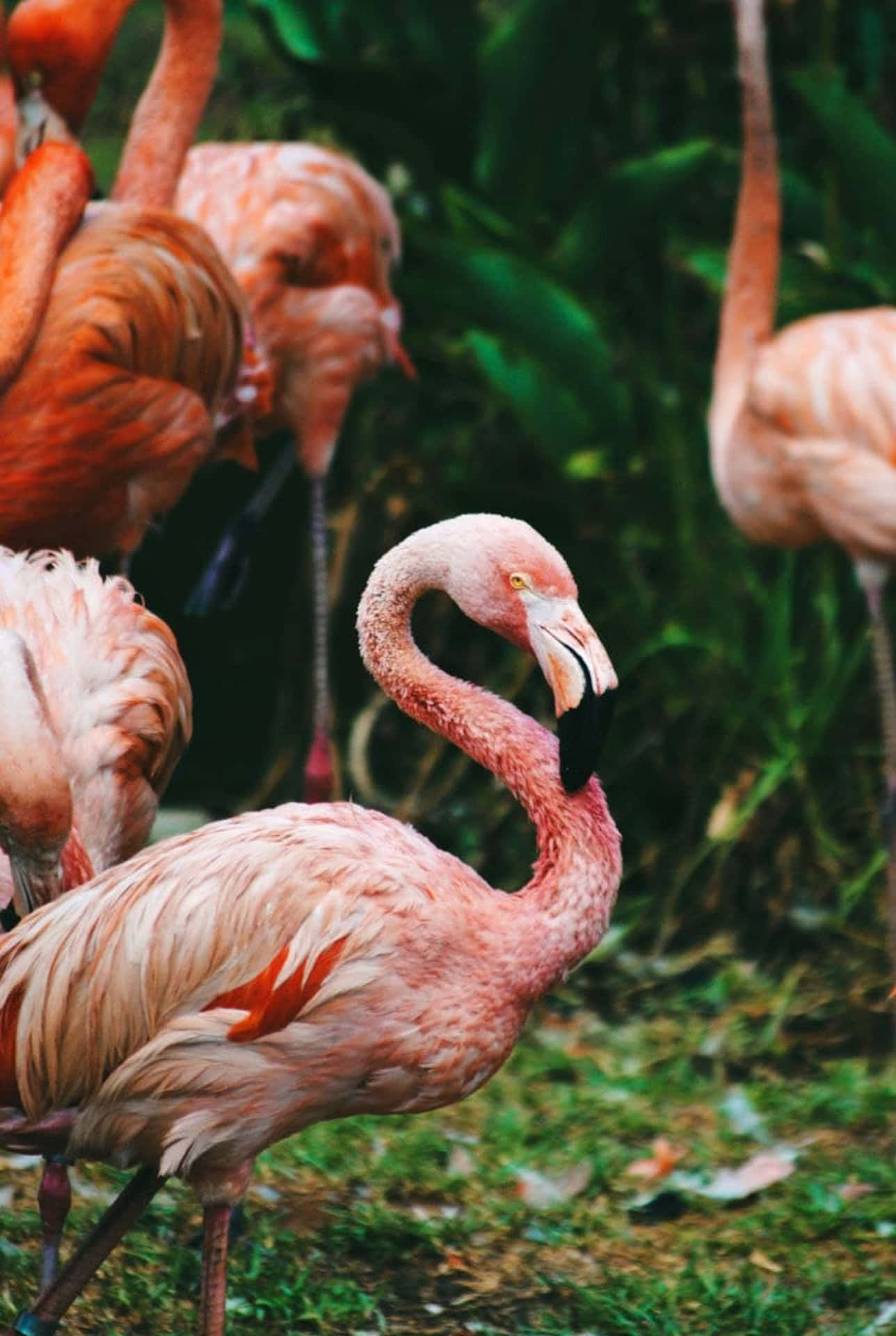 A Precious Moment Captured Between A Flamingo And Iphone. Background