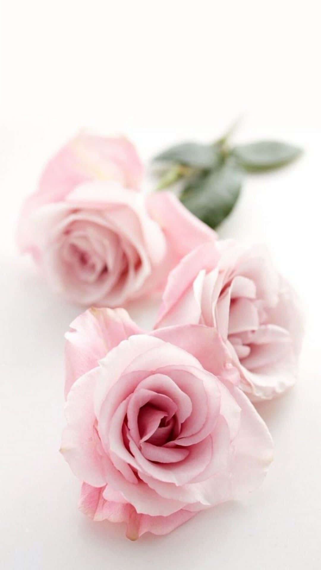 A Pretty Flower Adds Color And Beauty To The Garden Background