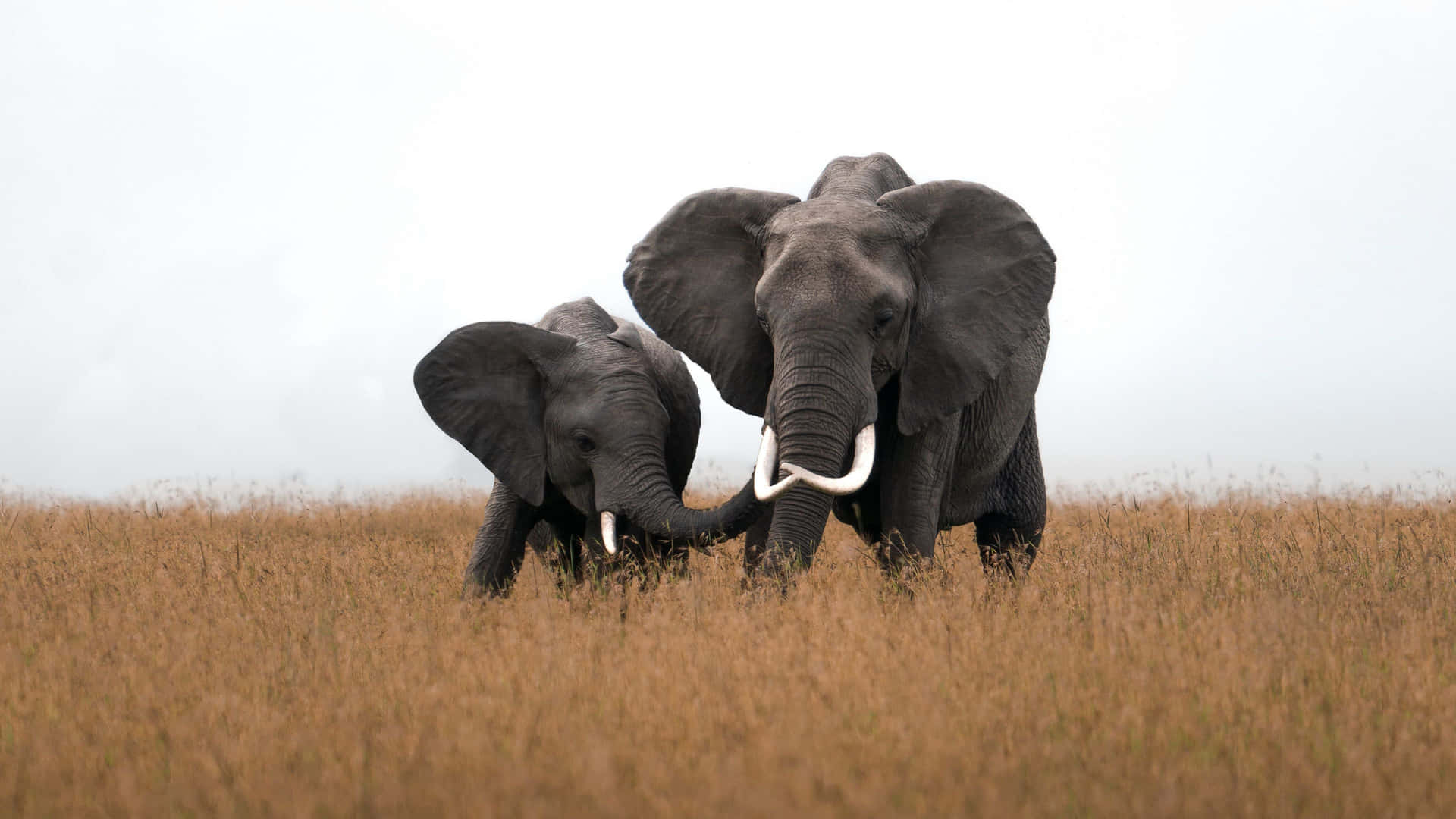 A Pristine African Landscape With Rolling Hills, Rugged Mountains, And Plenty Of Greenery. Background