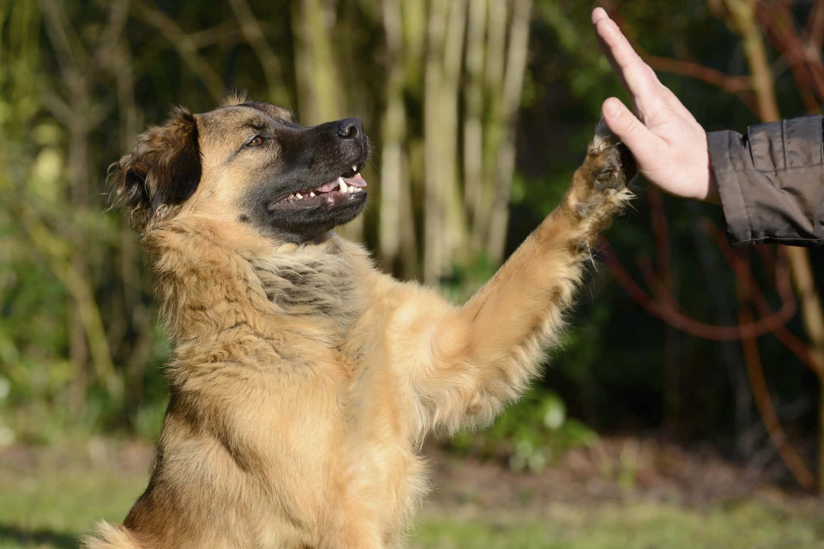 A Professional Dog Trainer With His Obedient Golden Retriever Background