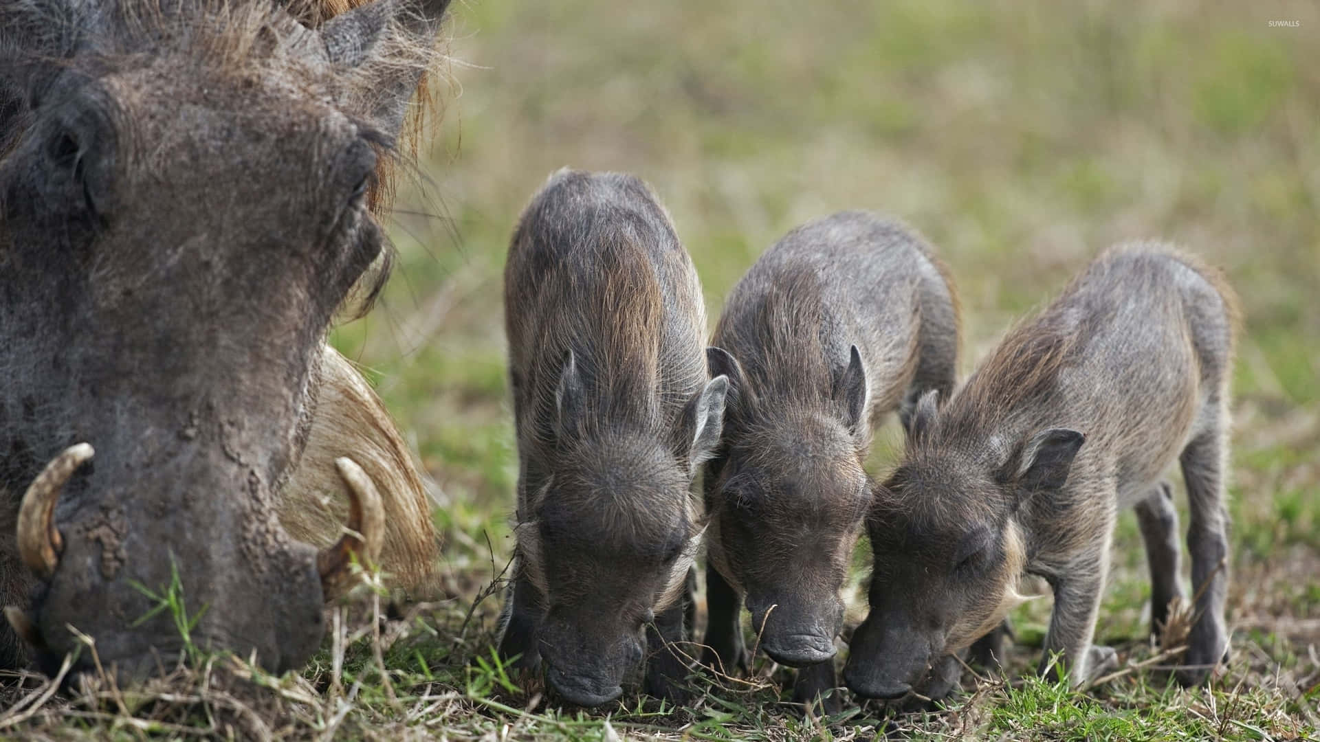 A Proud And Majestic Eurasian Wild Boar Stands Atop A Hill, Surveying Its Domain. Background