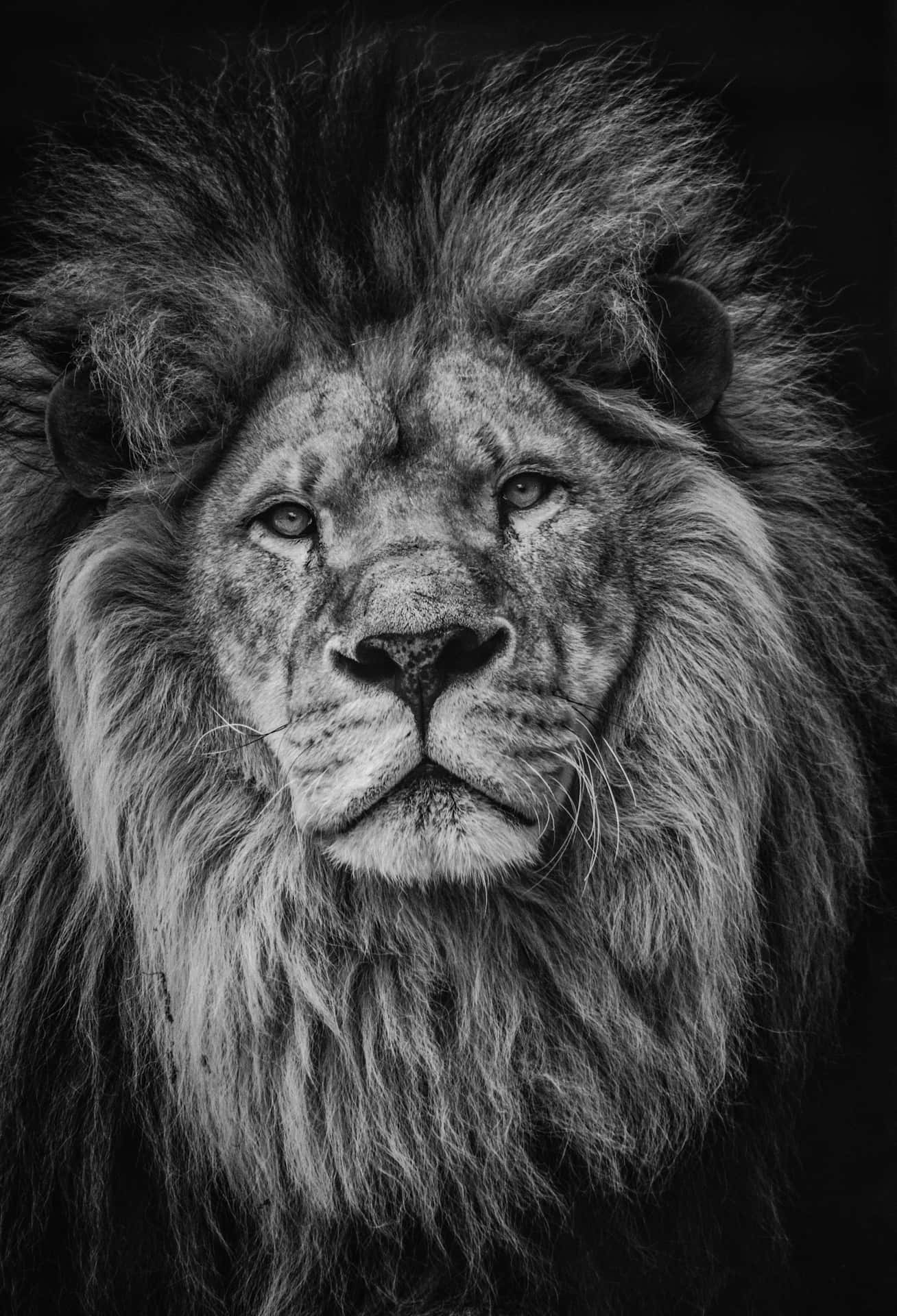 A Proud Black And White Lion Background