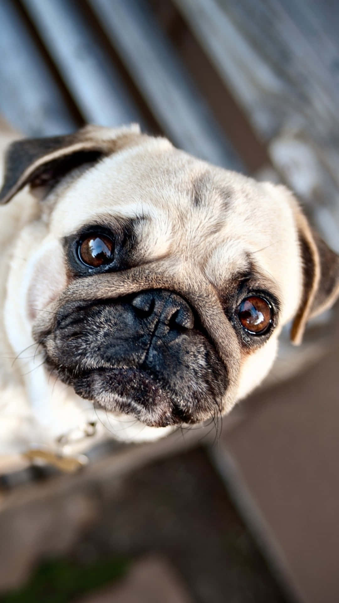 A Pug Dog Is Looking At The Camera