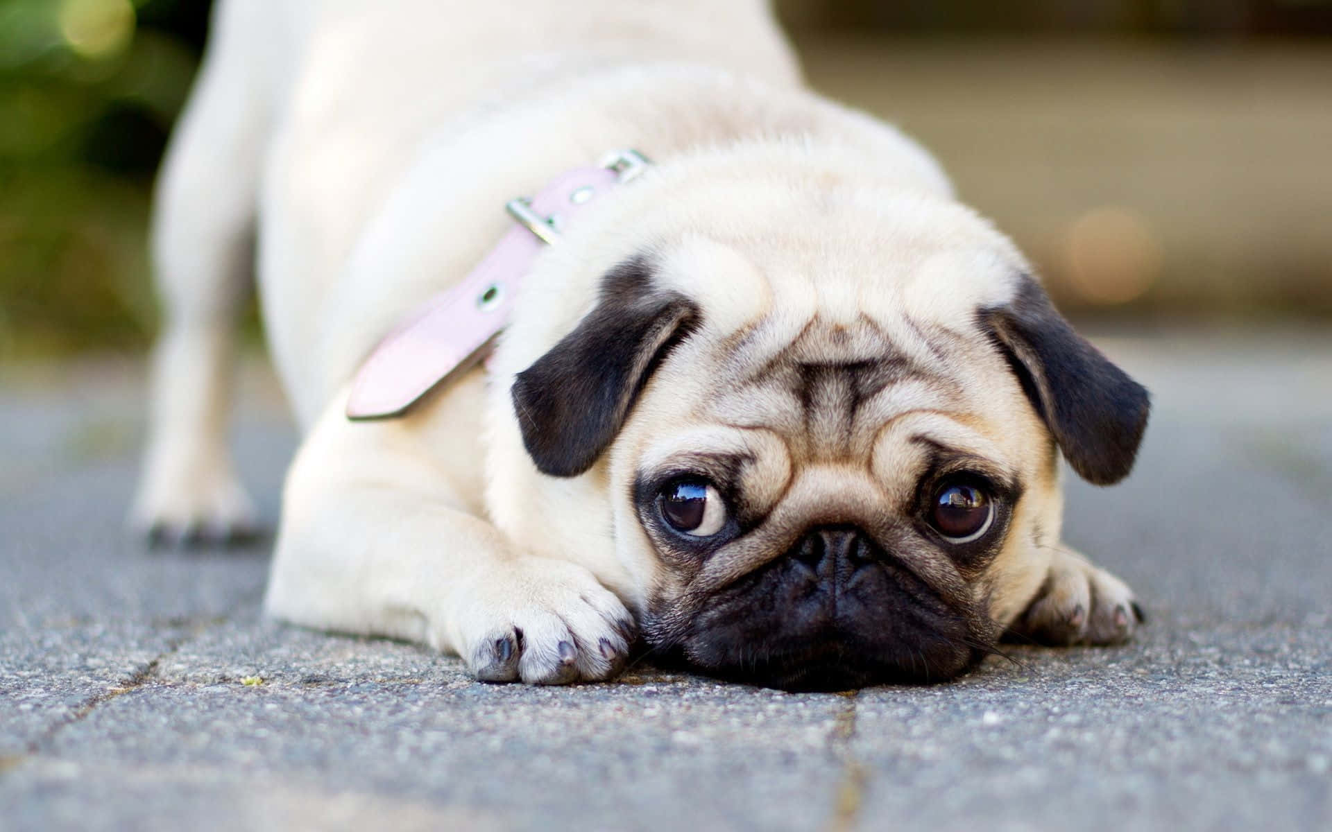 A Pug Dog Laying On The Ground Background