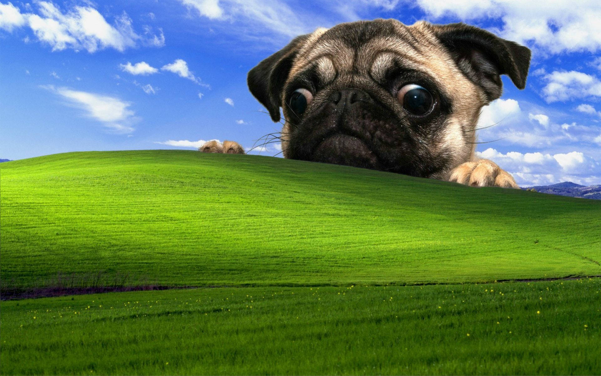 A Pug Dog Peeking Out Of A Green Field Background