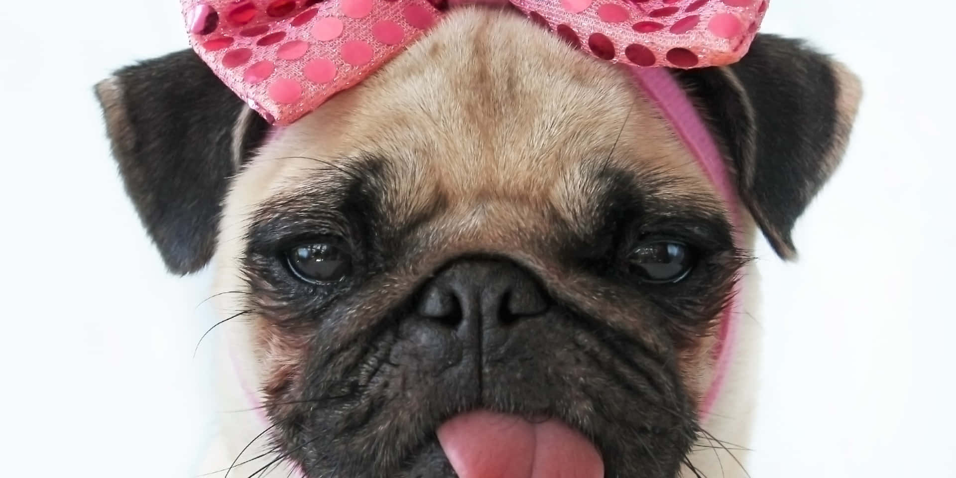 A Pug Dog With A Pink Bow On Its Head Background