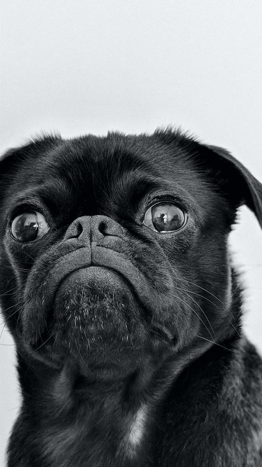 A Pug In A Cute Top Hat! Background