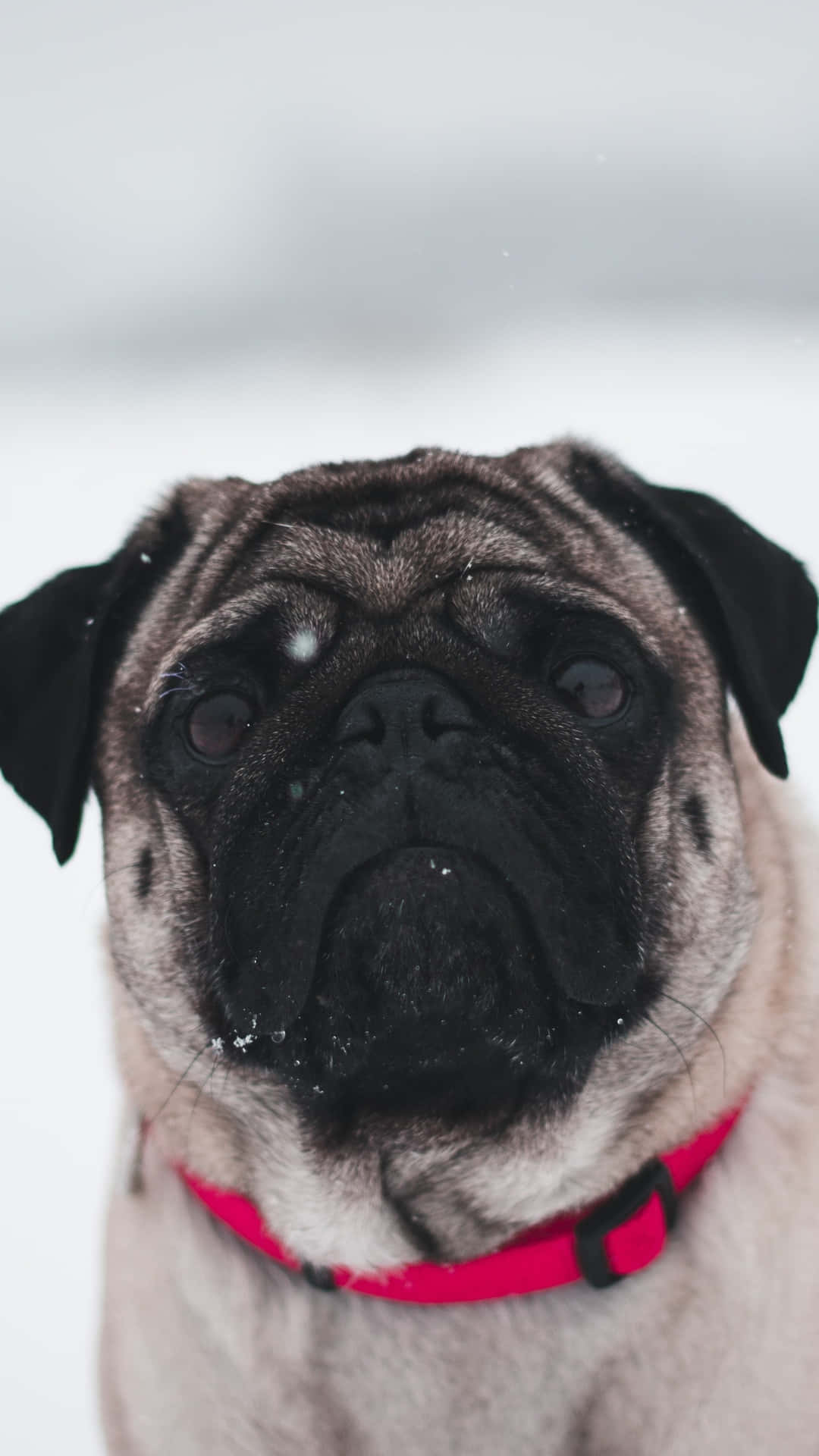 “a Pug Pup Cuddling Its Toy” Background