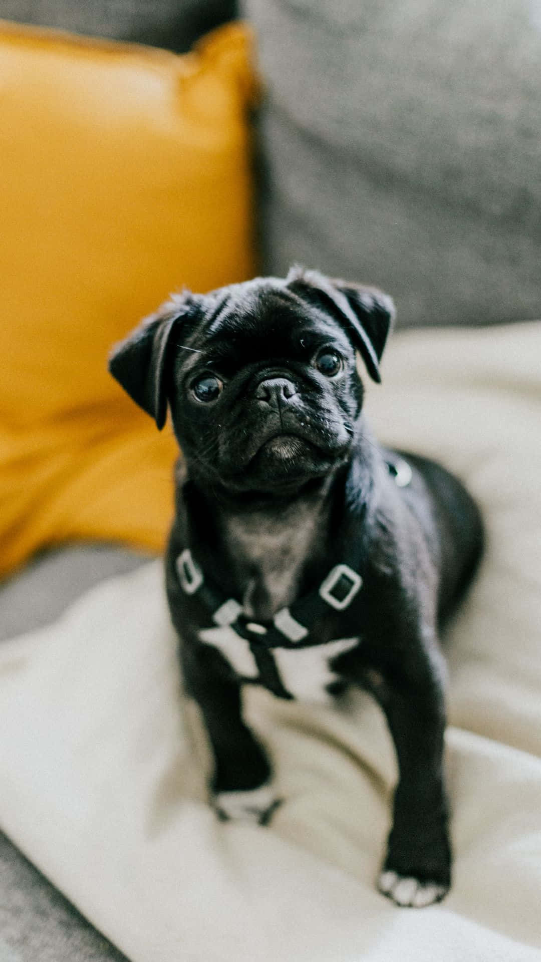 A Pug With A Heartwarming Smile Background