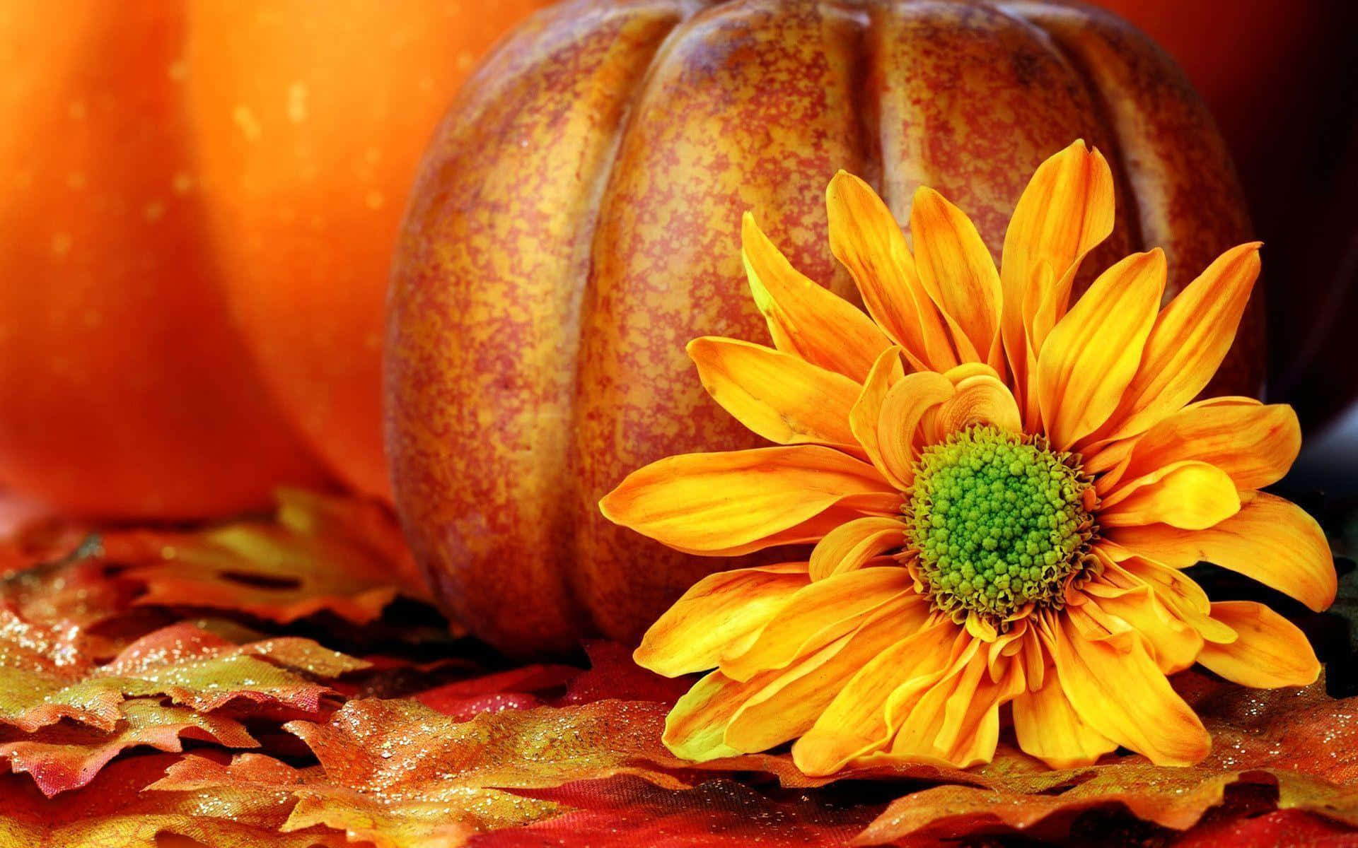 A Pumpkin Ready For Fall Background