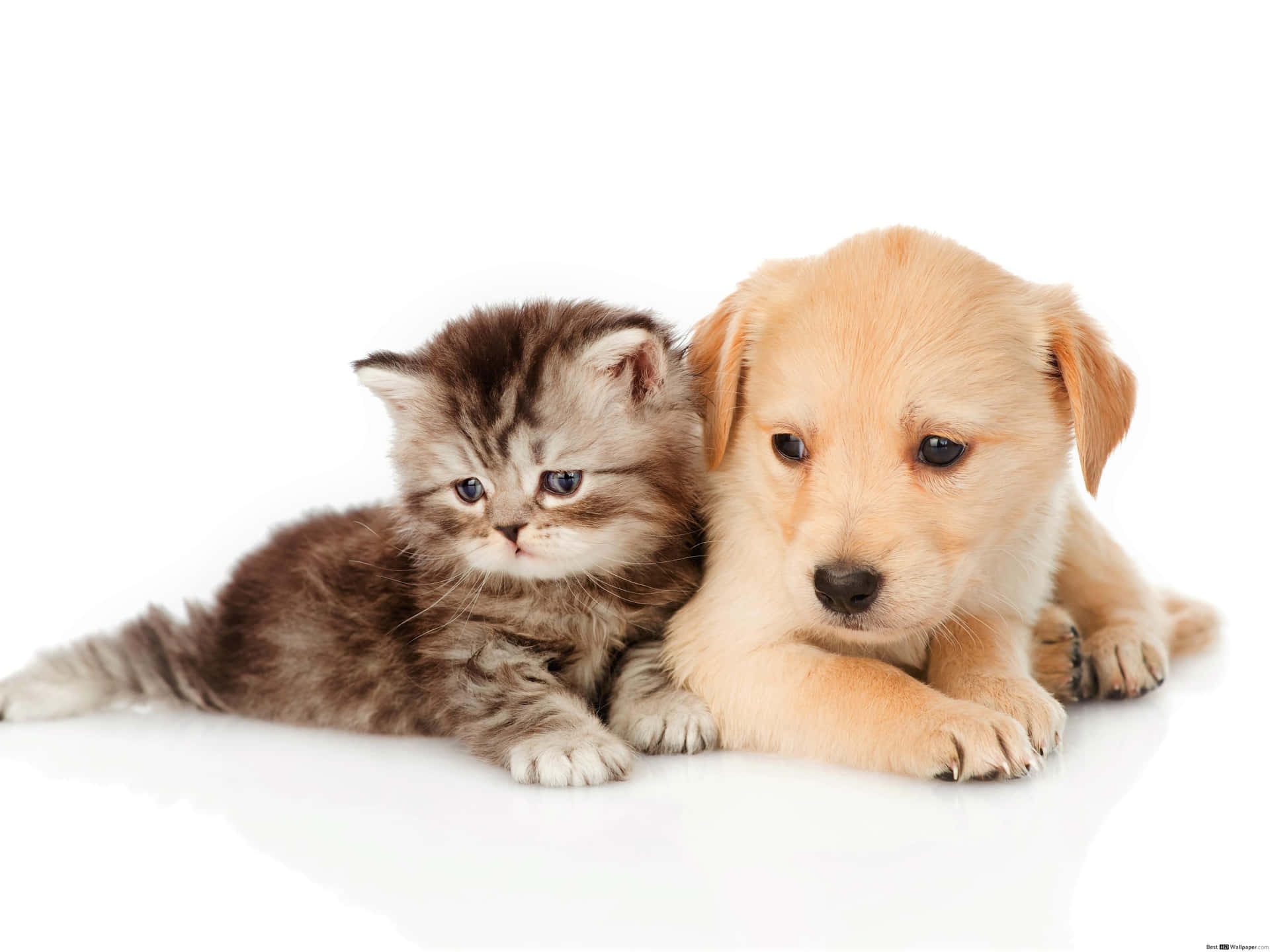 A Puppy And Kitten Sitting Together On A White Background Background