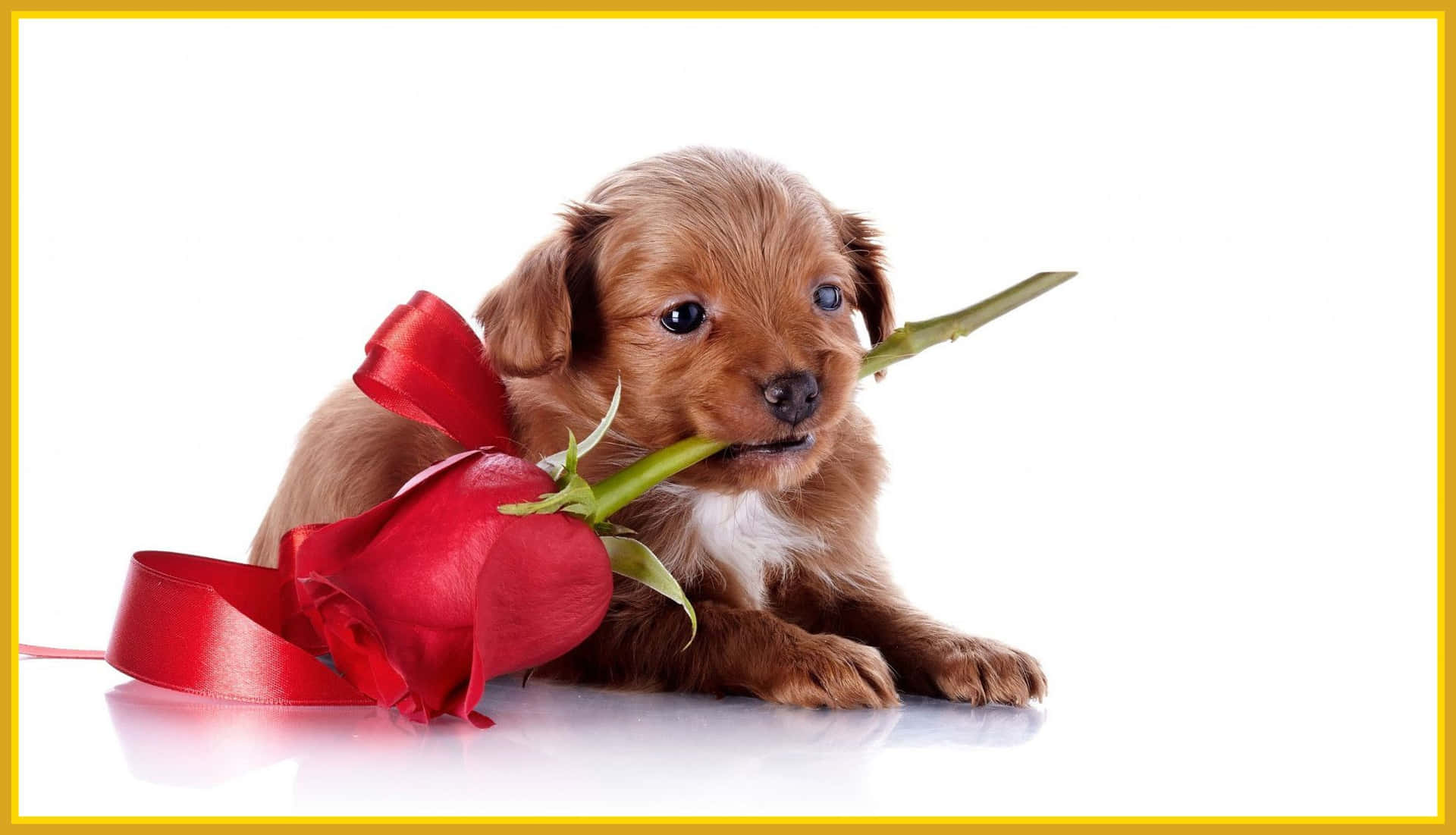 A Puppy Holding A Red Rose With A Bow Background