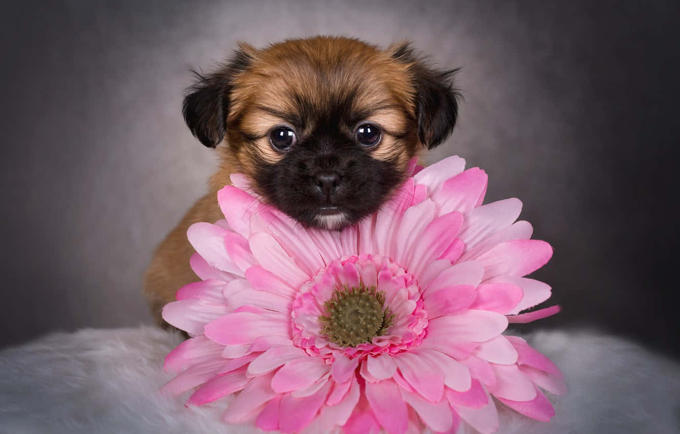 A Puppy Is Holding A Pink Flower Background