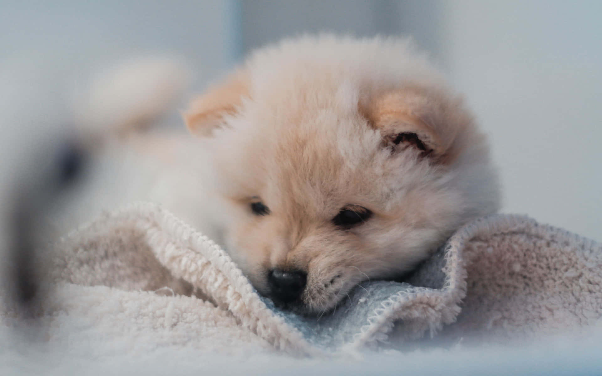 A Puppy Is Laying On A Blanket Background